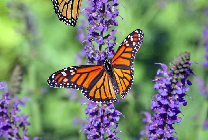Plants for Bees and Butterflies