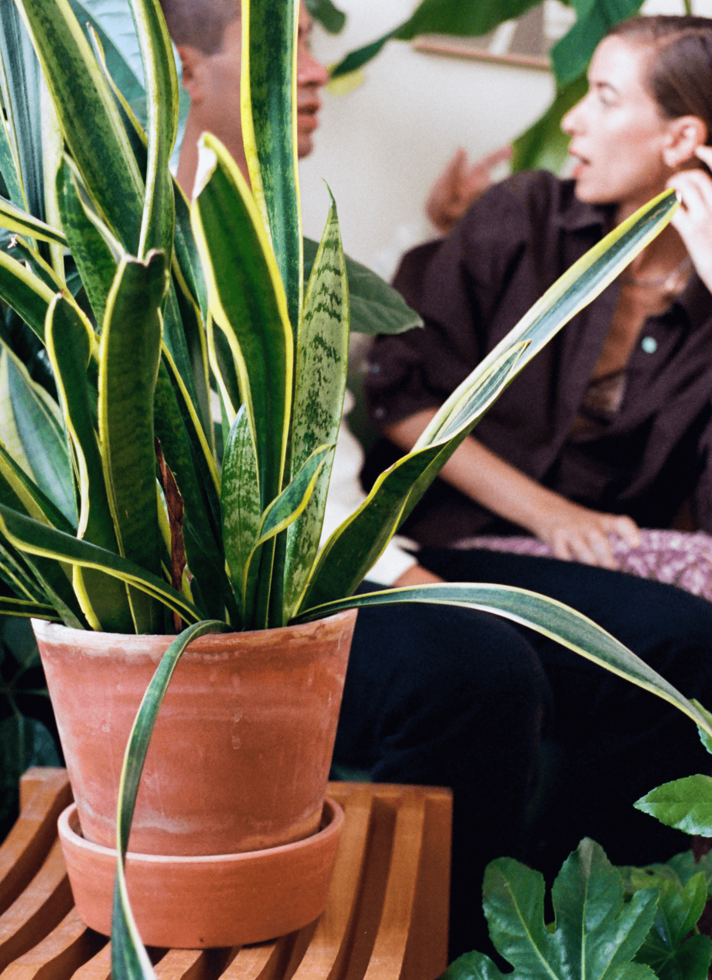 A snake plant is planted in a terracotta pot and the couple are behind the background.