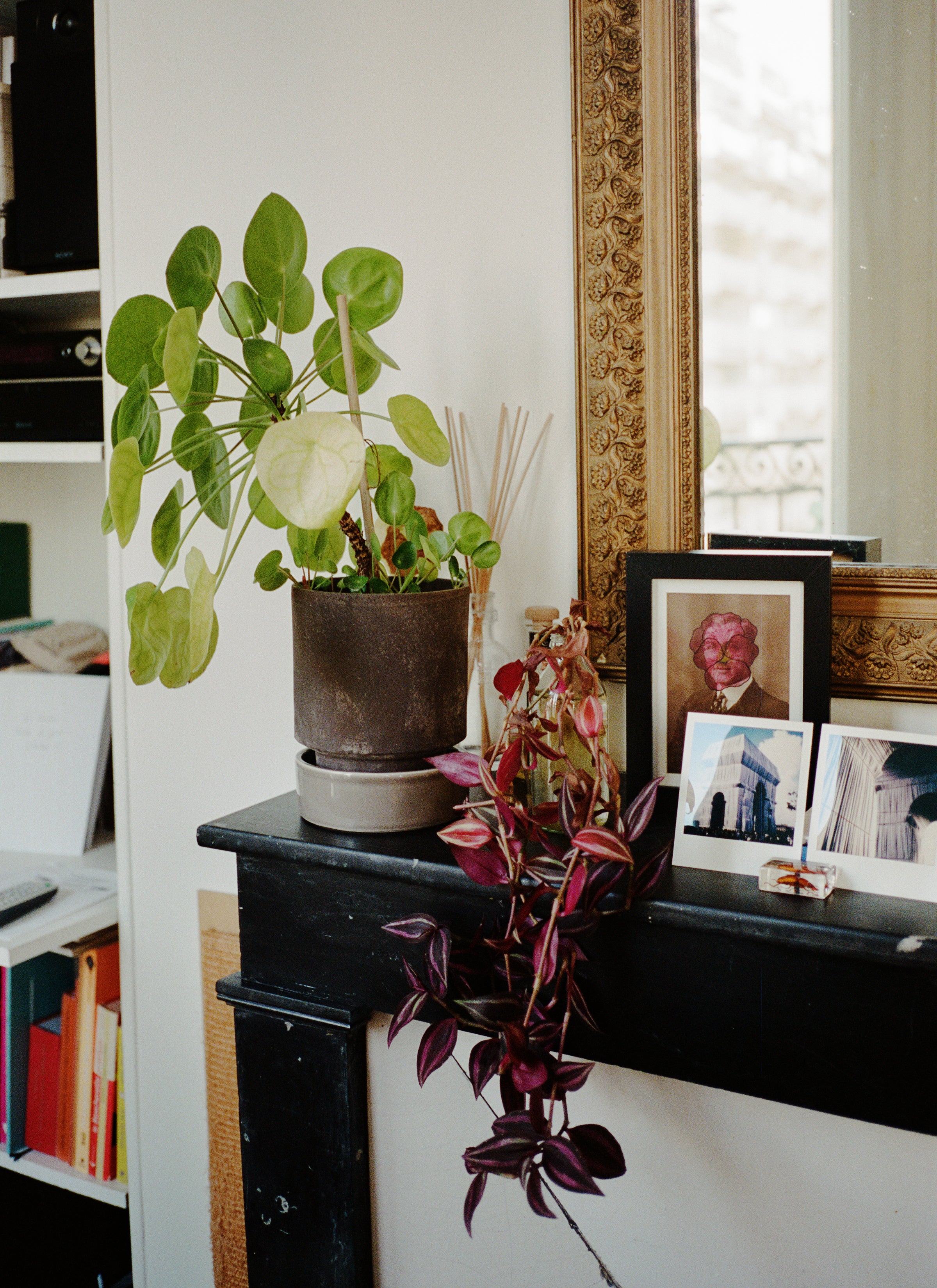 A pot of Chinese money plants and Tradescantia purple passion grows from glassware on the fireplace frame next to a collection of Polaroid pictures with a mirror behind all.