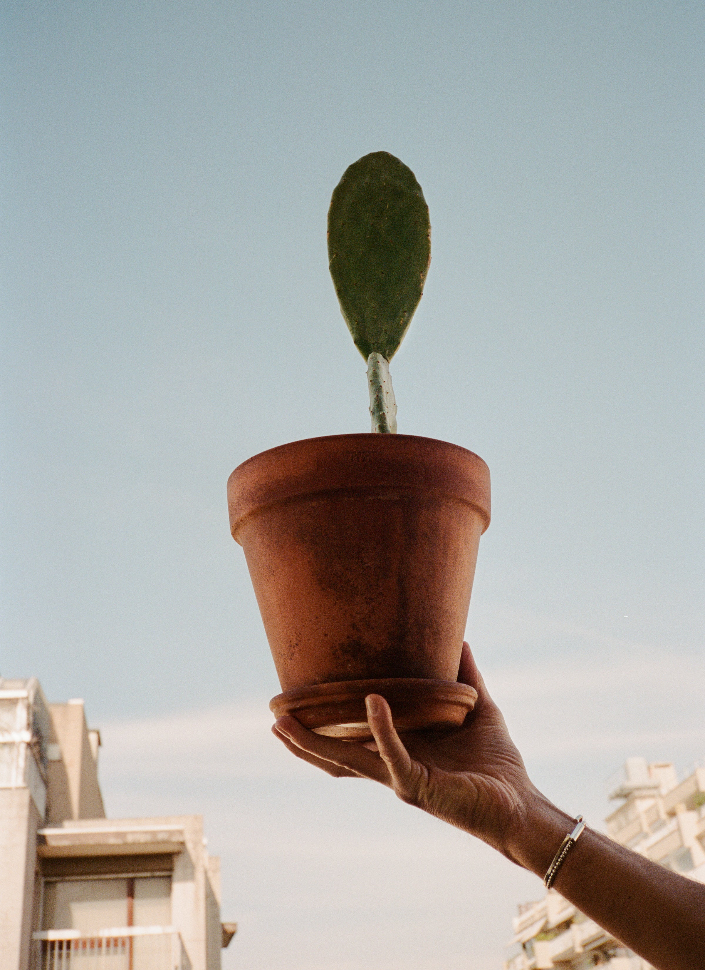 An arm holding a pot of cactus with a terracotta pot in the air with a blue sky and buildings in the city as the background.