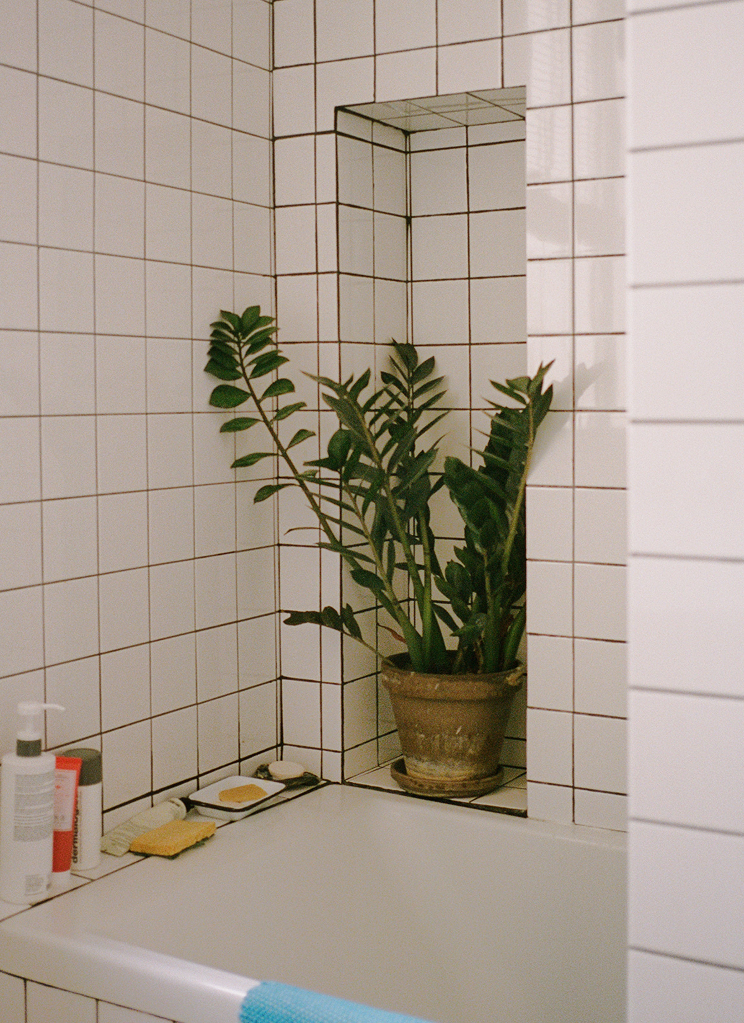 A pot of plants is in the bathroom next to the bathtub and there are shower products soaps next to it.