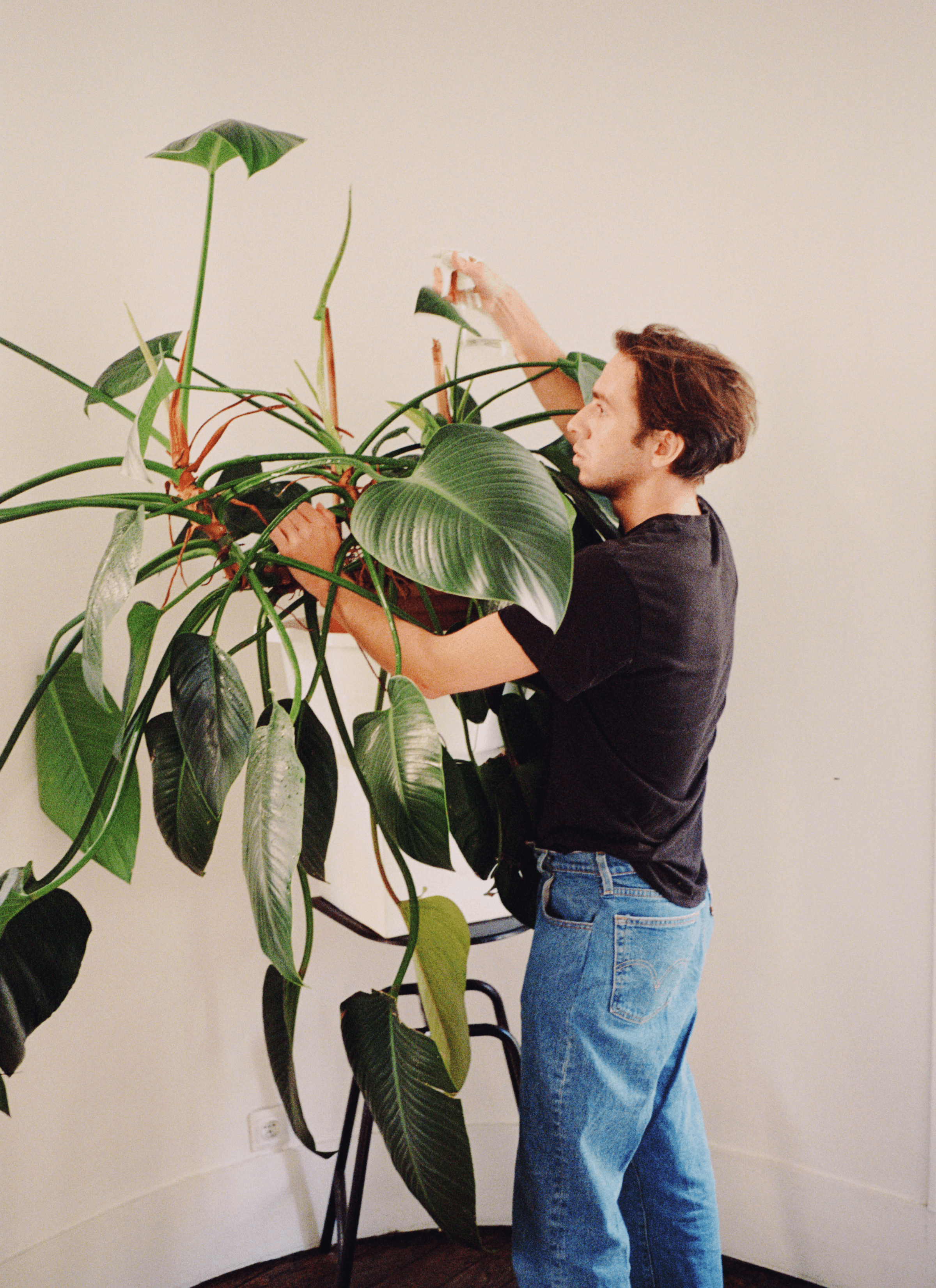 Toni wears a black t-shirt with blue jeans while making adjustment with the Philodendron erubescens, the potted plant.