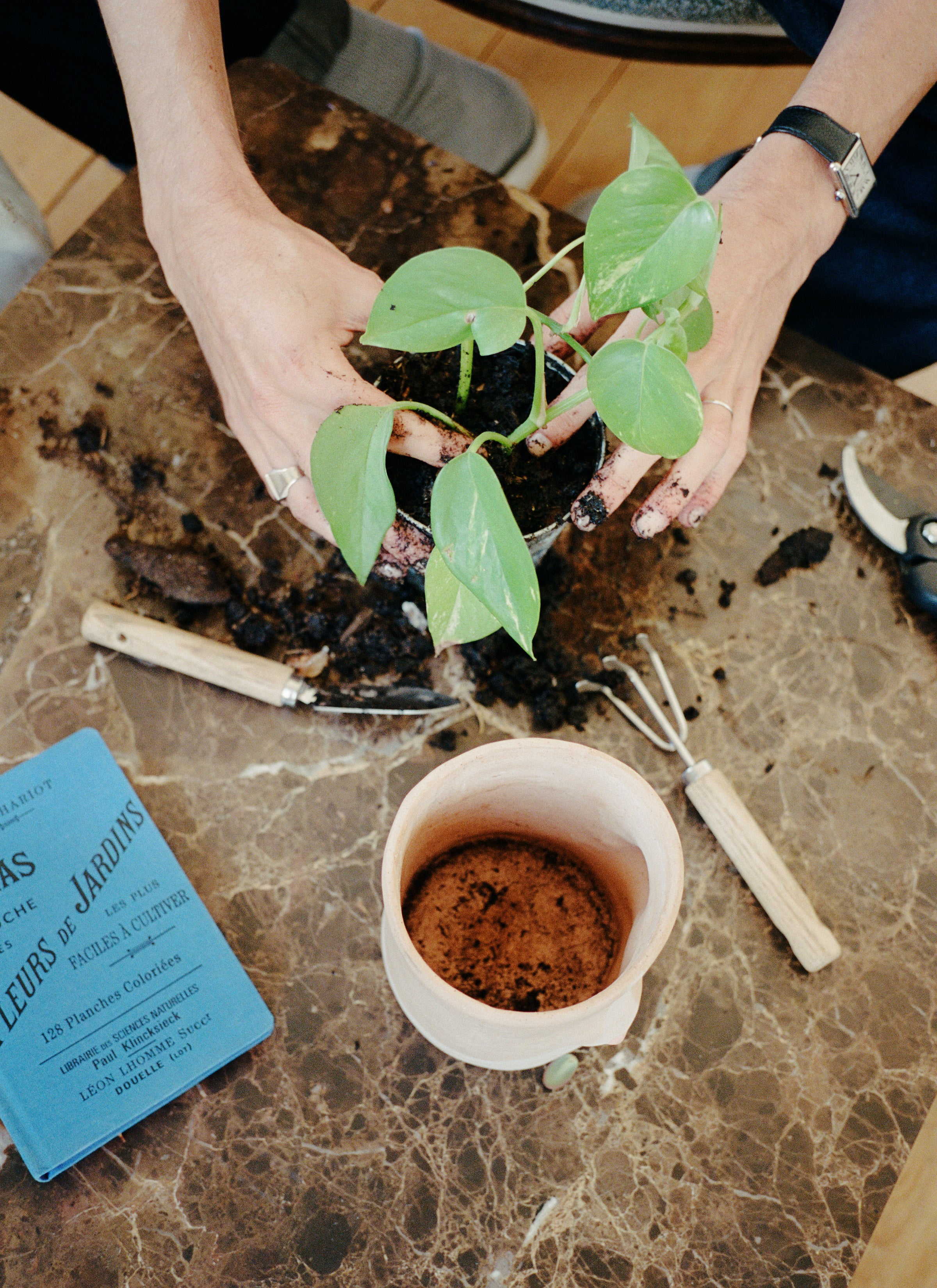 A pair of hands plant a plant into a pot with gardening tools, a mini shovel and a mini rake with a blue book around it on a brown marble table.