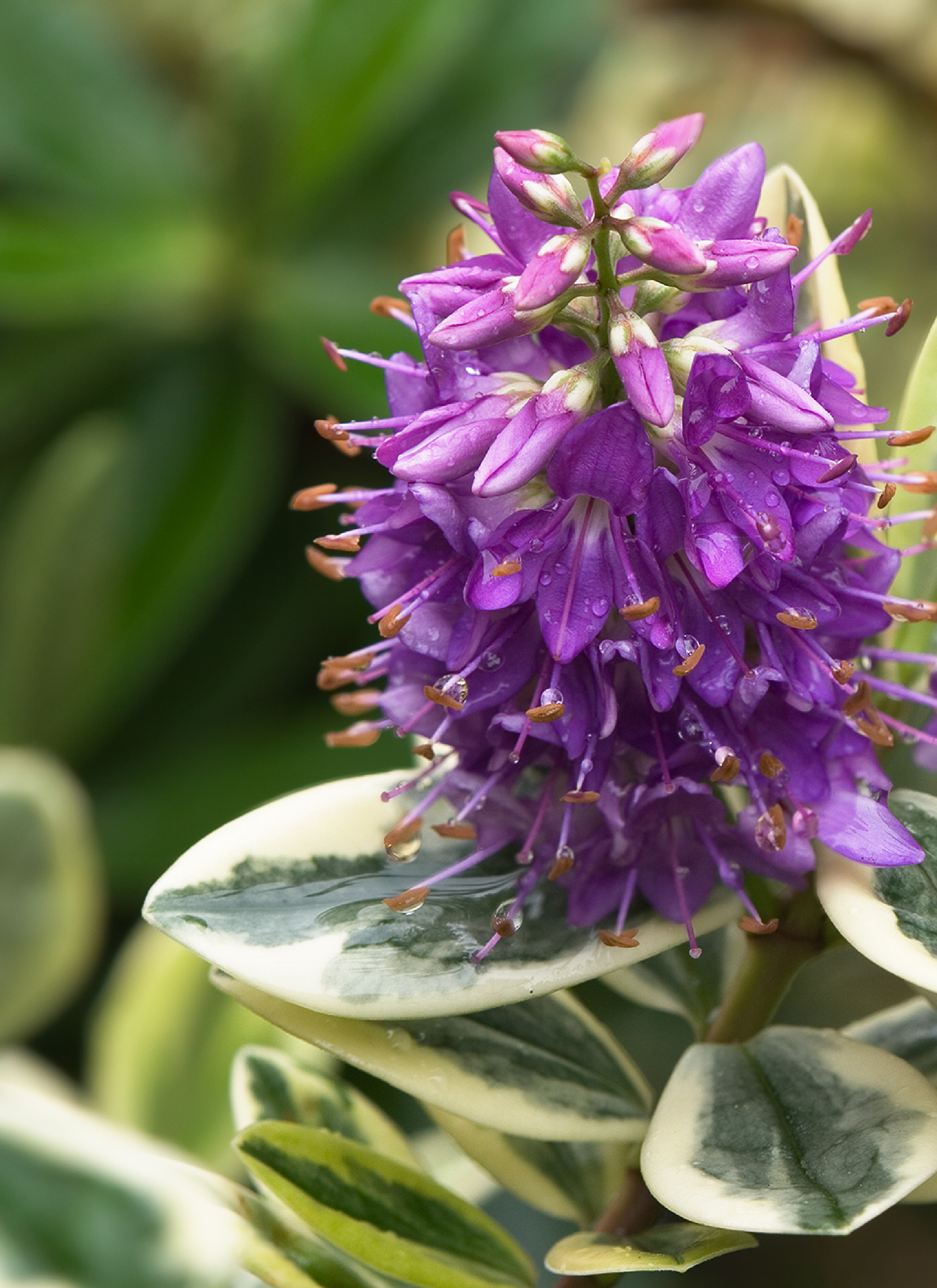 Hebe Franciscana - purple flowers with leaves.