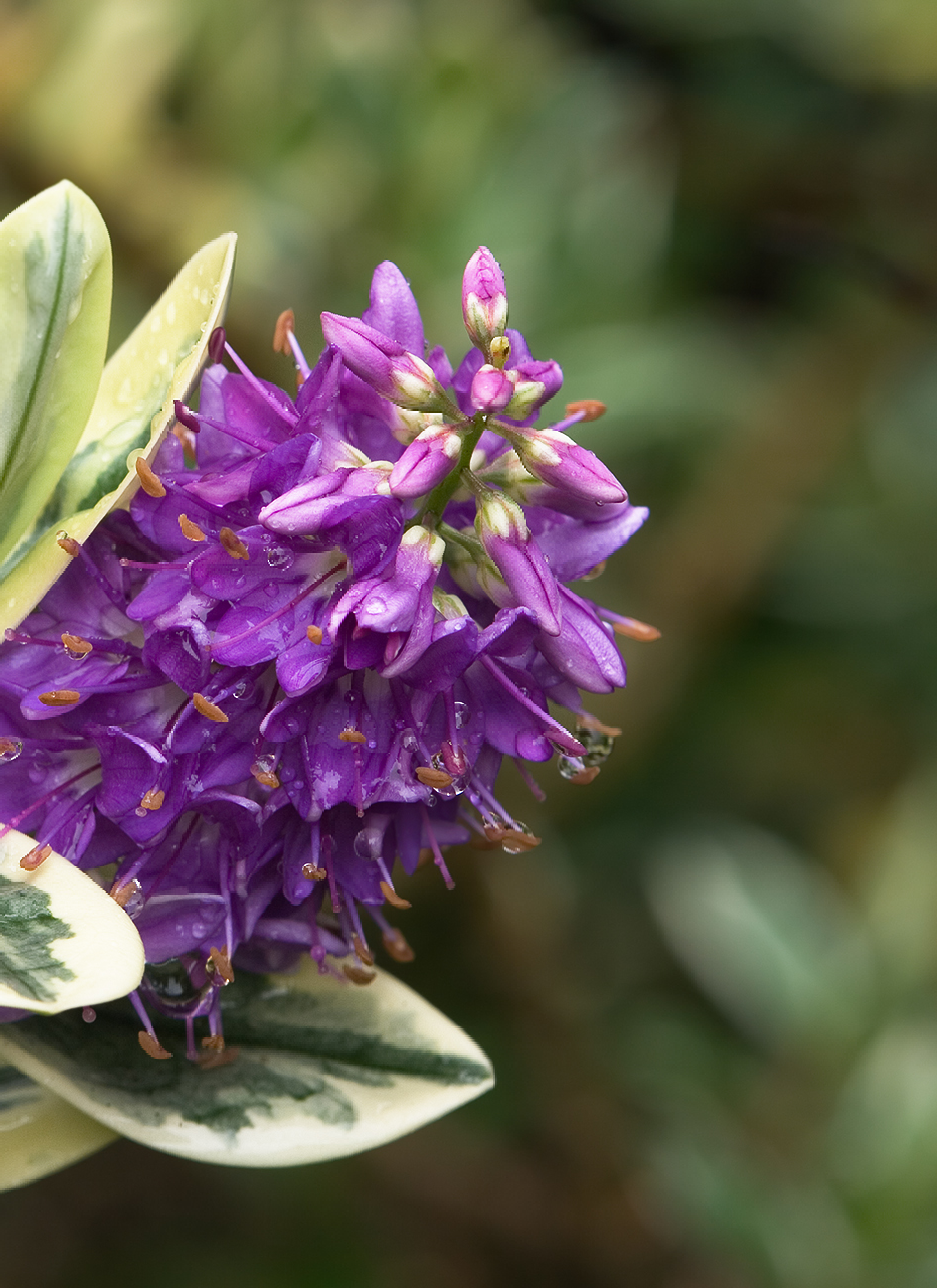 Hebe Franciscana - purple flowers with leaves.