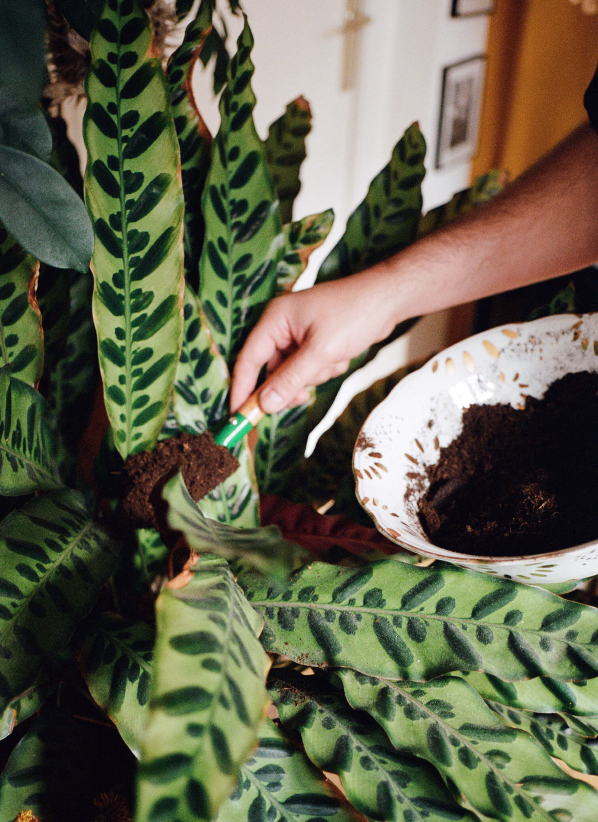 Arnold filled in more soil to the Rattlesnake plant with a bowl of soil and a green trowel.