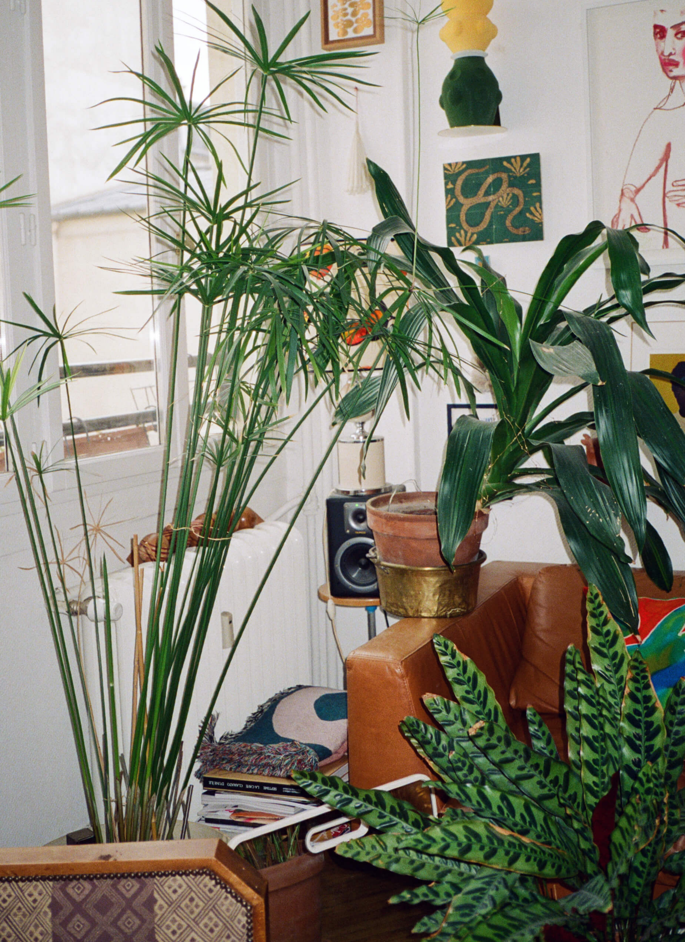 A Rattlesnake plant and two other kinds of house plants sit in the room next to the sofa, a speaker and a lamp. And there are many paintings hung on the wall.