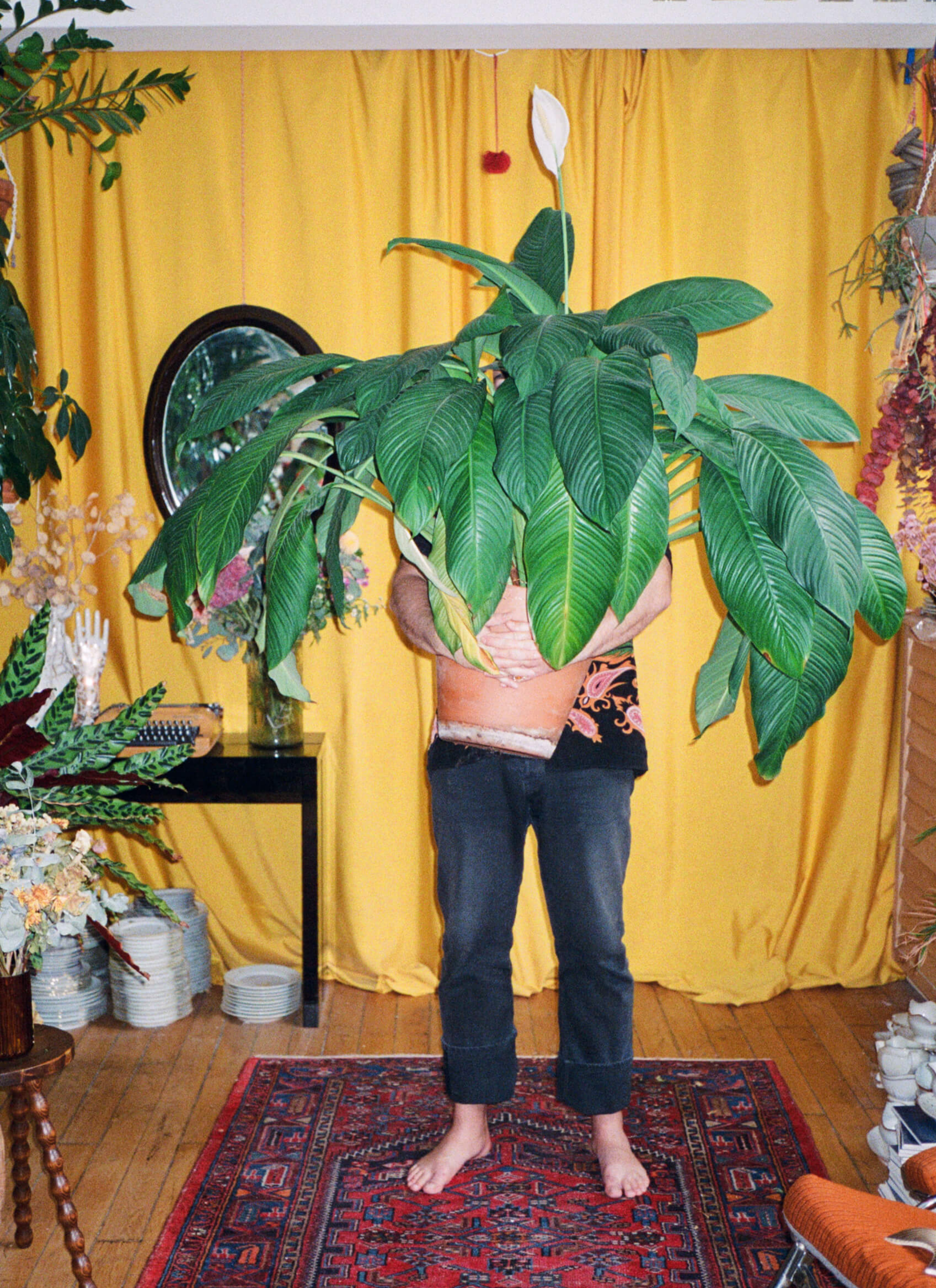 Arnold held a big potted peace lily in front of him, while standing on a carpet on the floor with yellow curtains in the background.