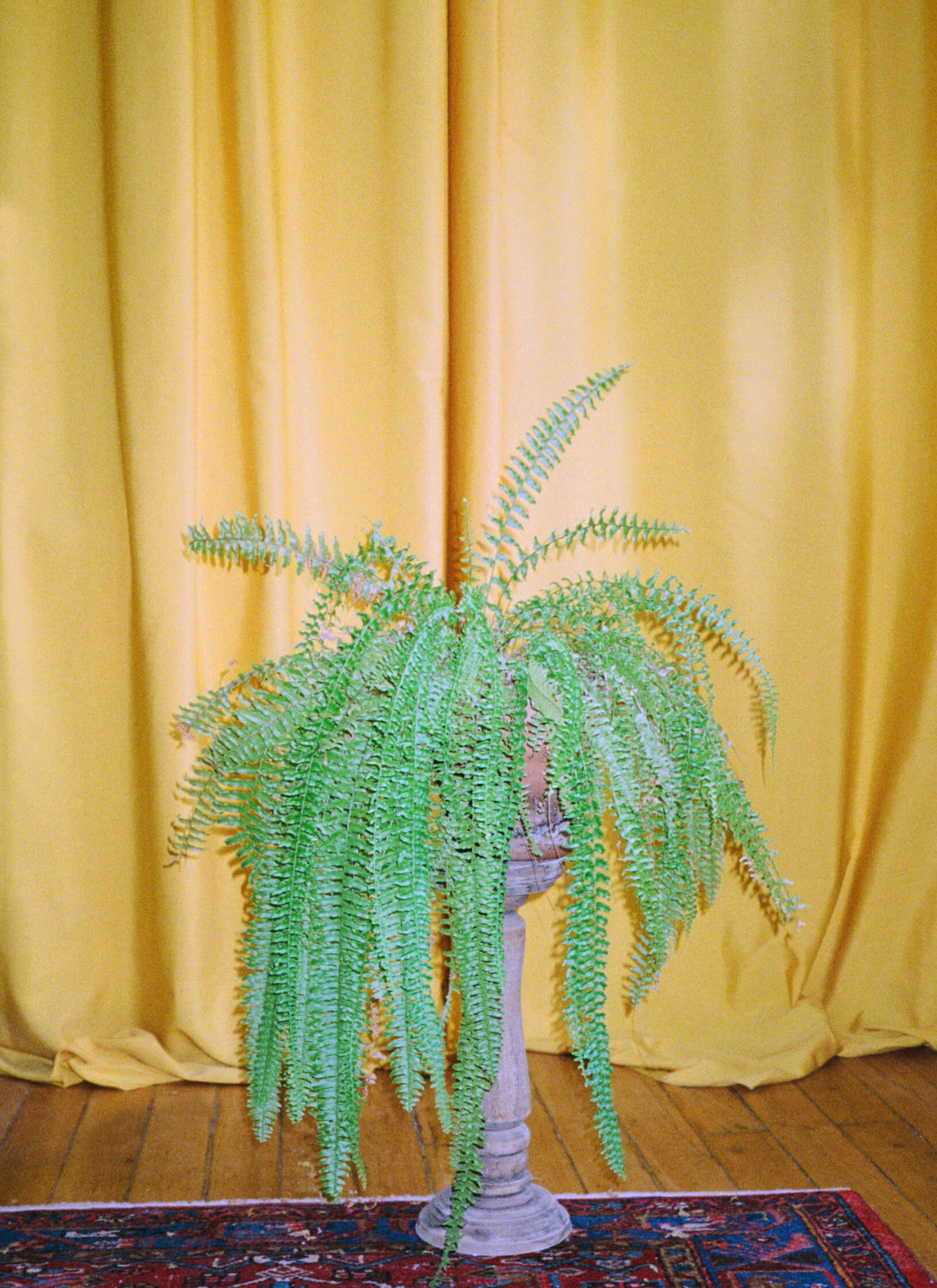 A potted plant located on a small pillar on the floor with yellow curtains in the background.