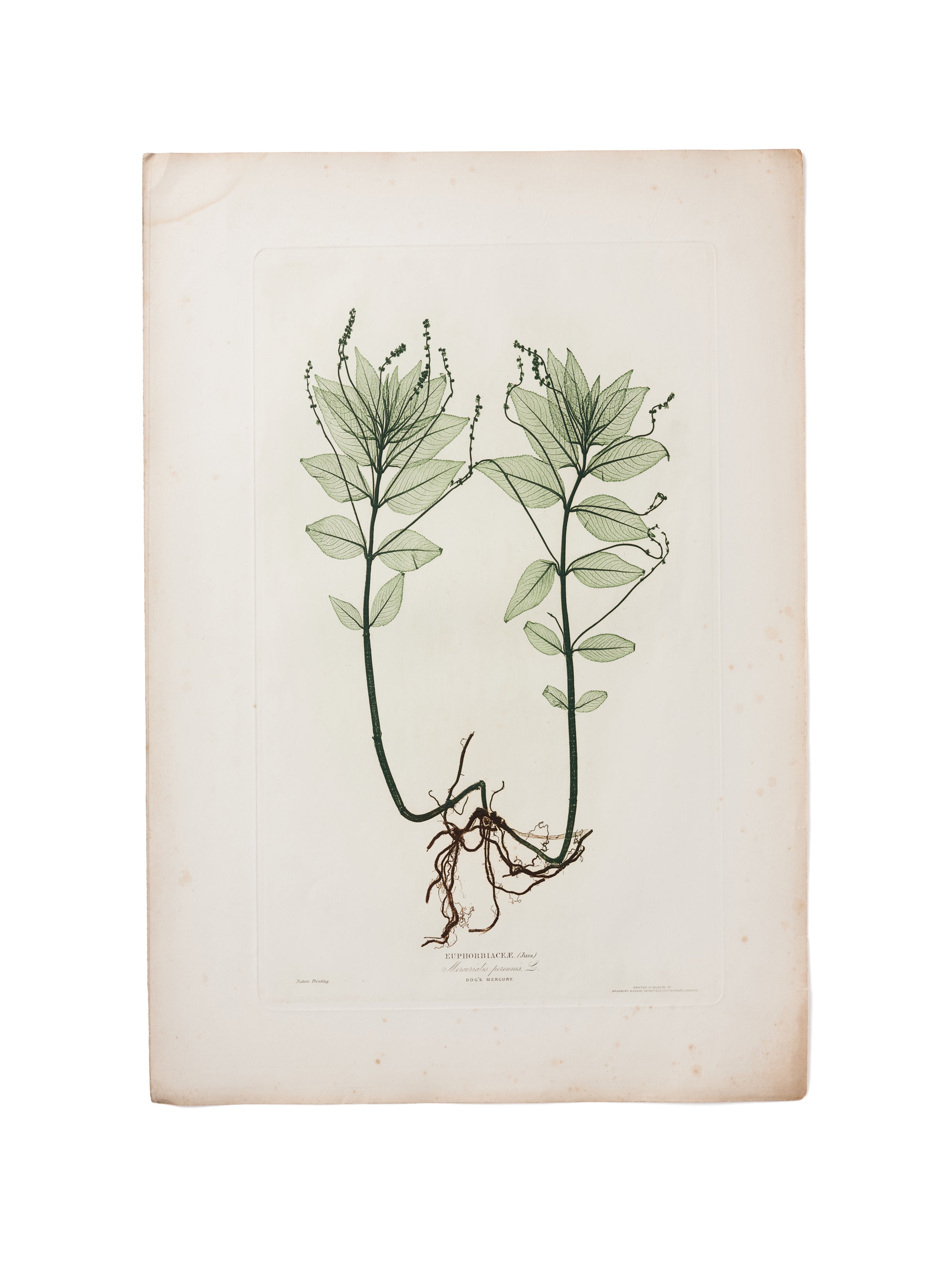 Dog's mercury (Mercurialis perennis): flowering plant with roots. Colour nature print by H. Bradbury.