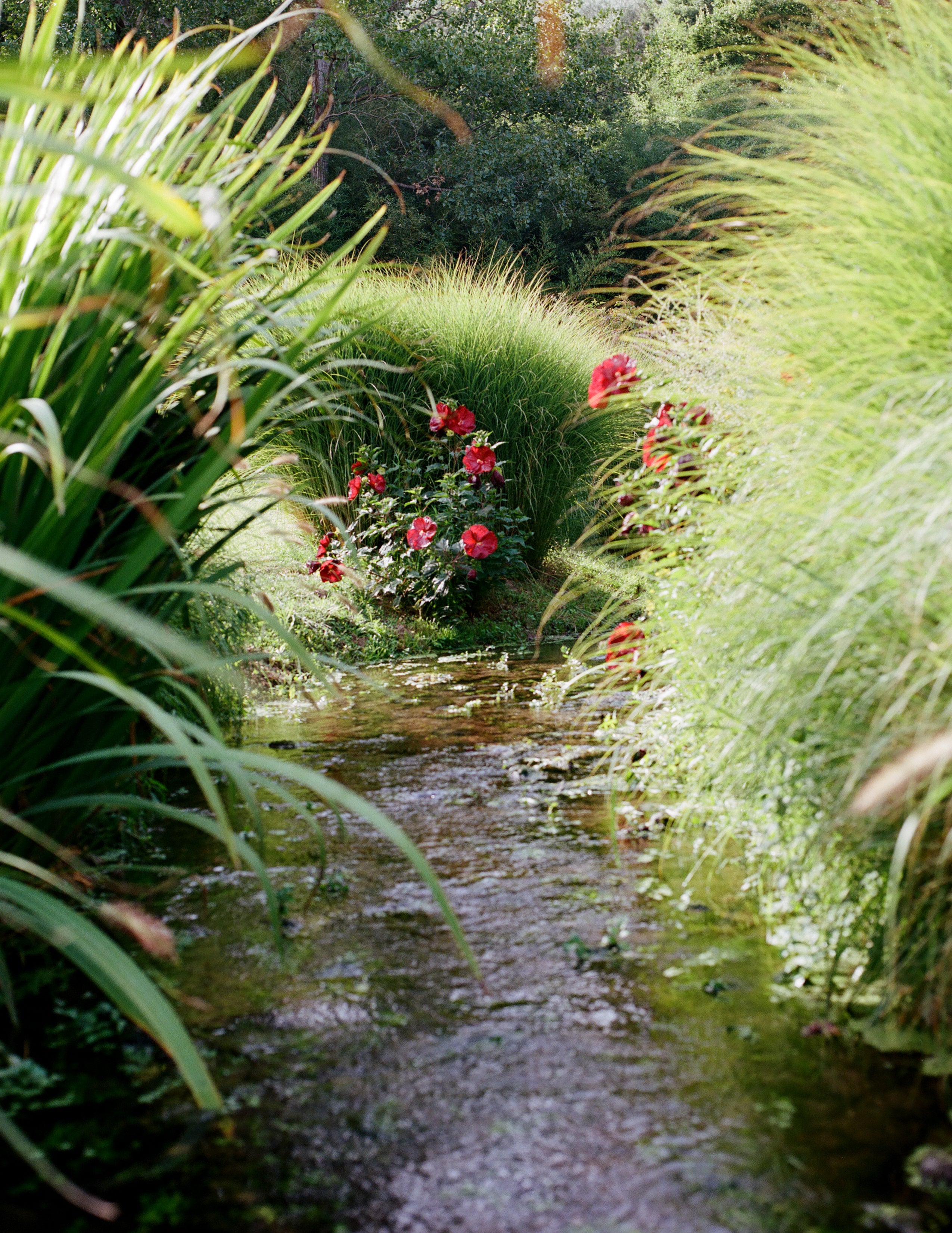 A stream covered by long grasses along two sides with some red flowers.
