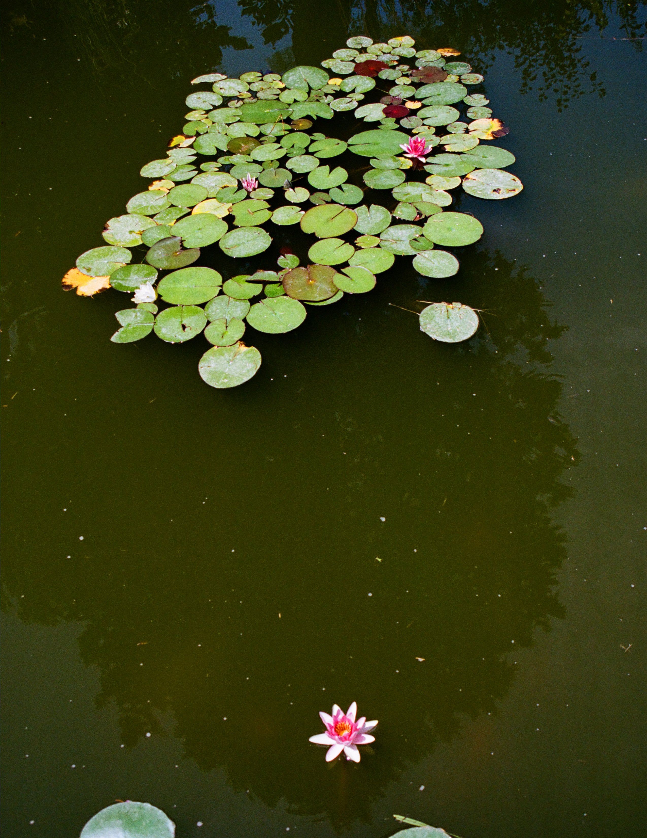 Pink water lily and leaves floating in a pond.
