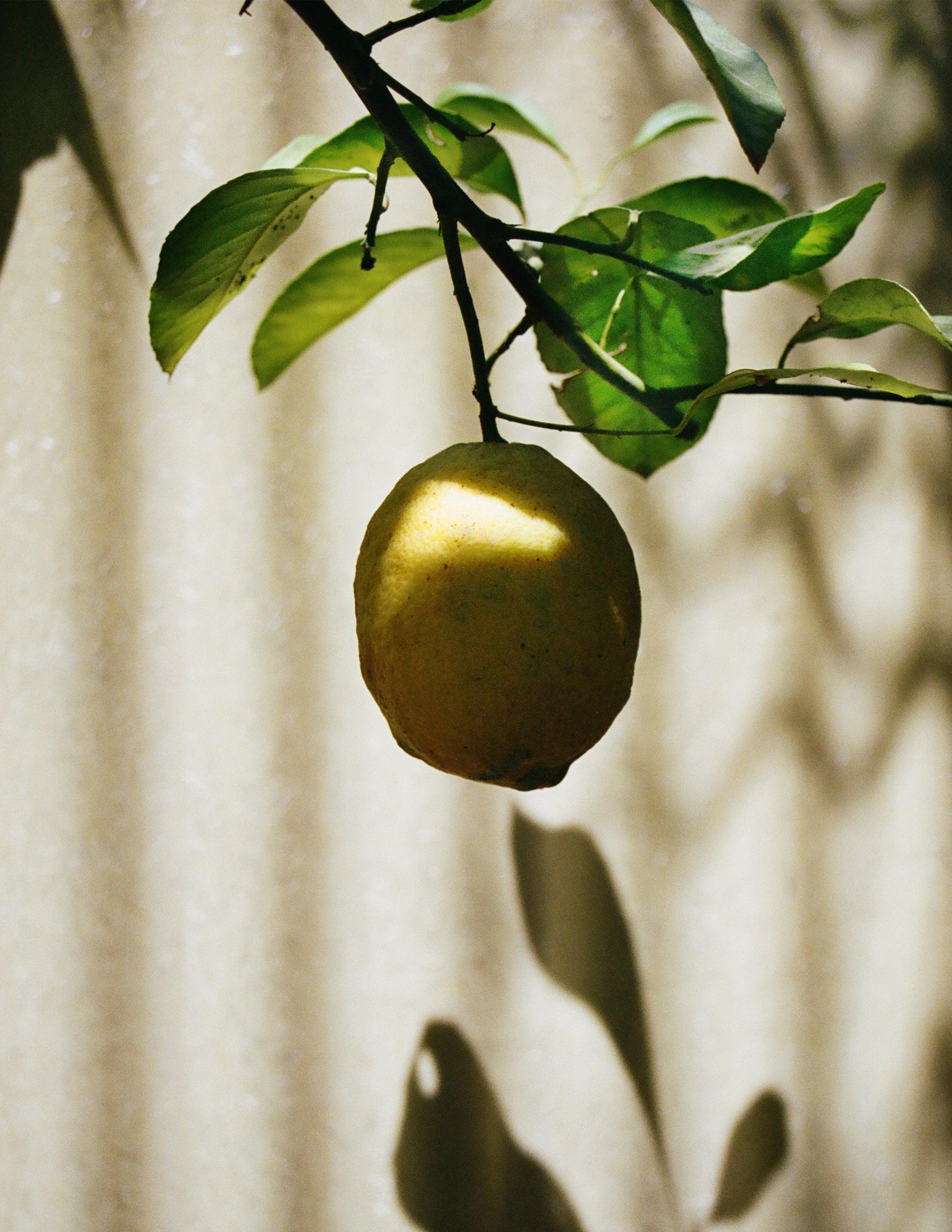 A lemon dangling down from the branch.