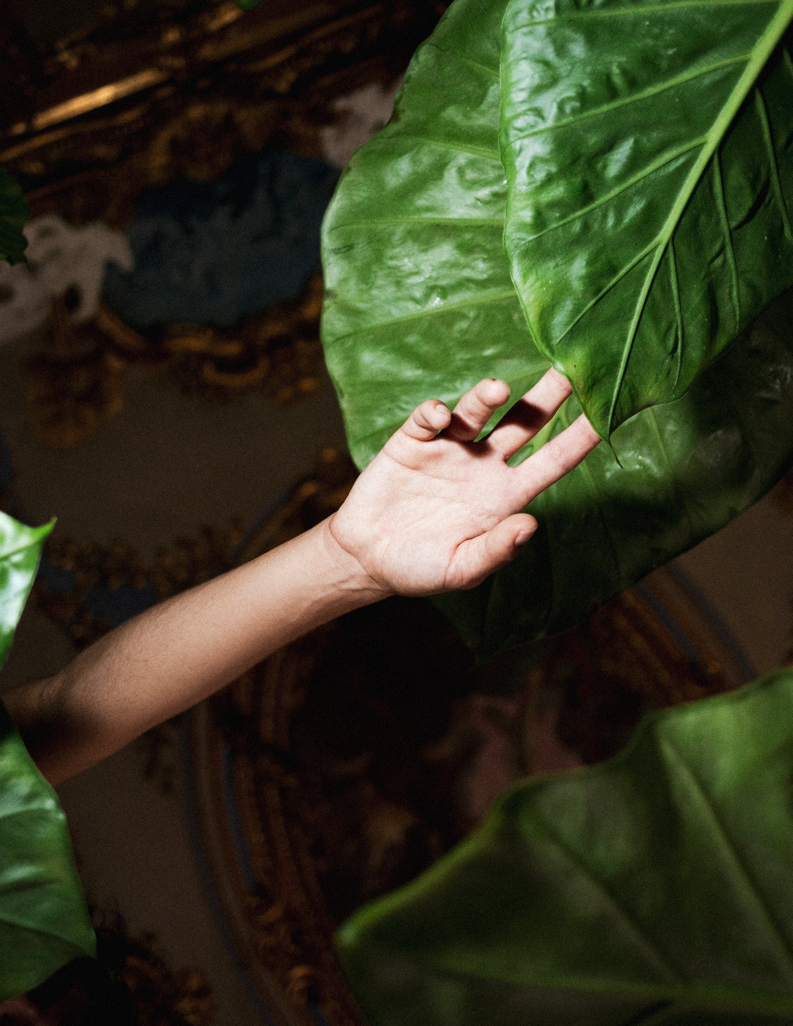 An arm with a few pieces of big green leaves.