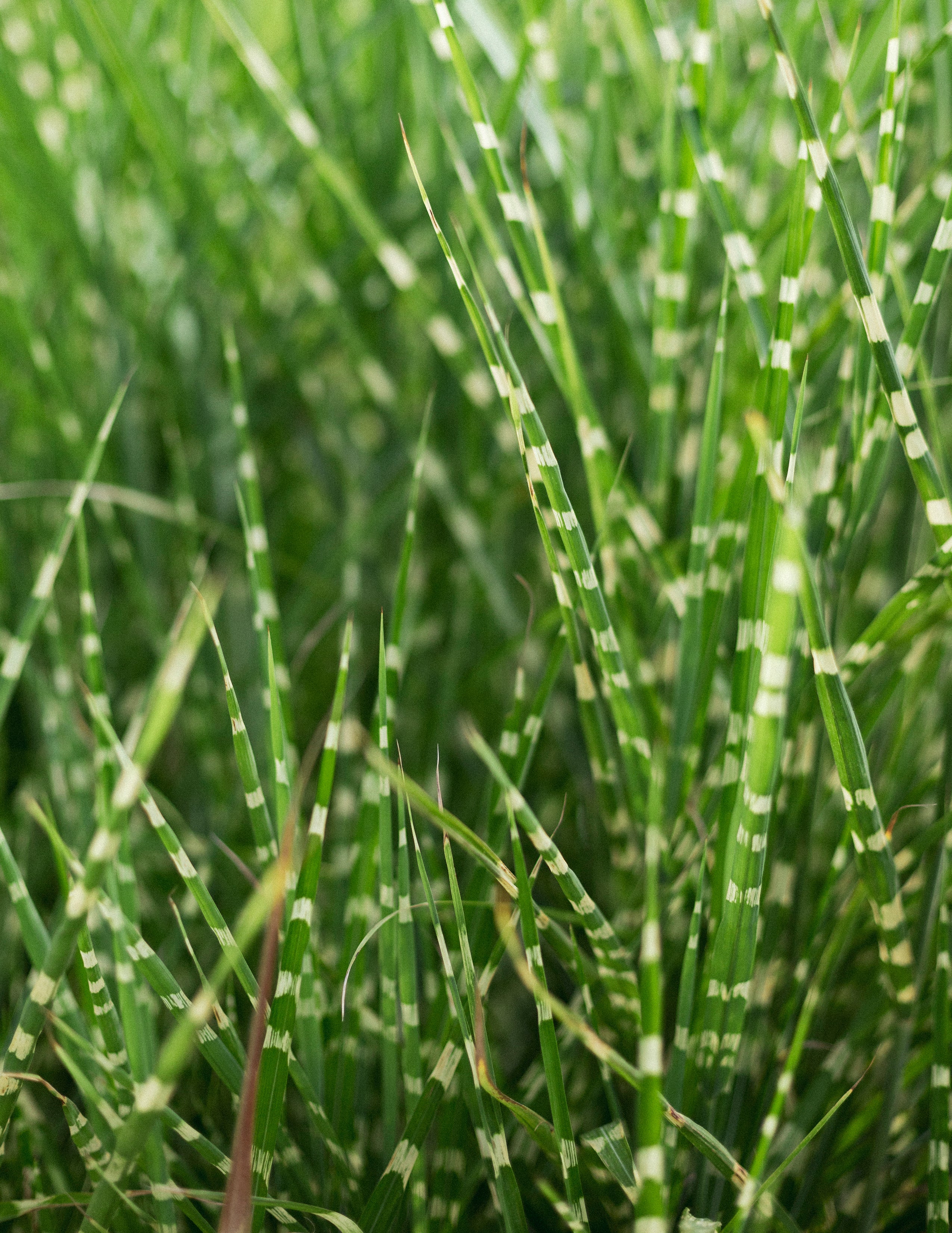 Chinese silver grass.