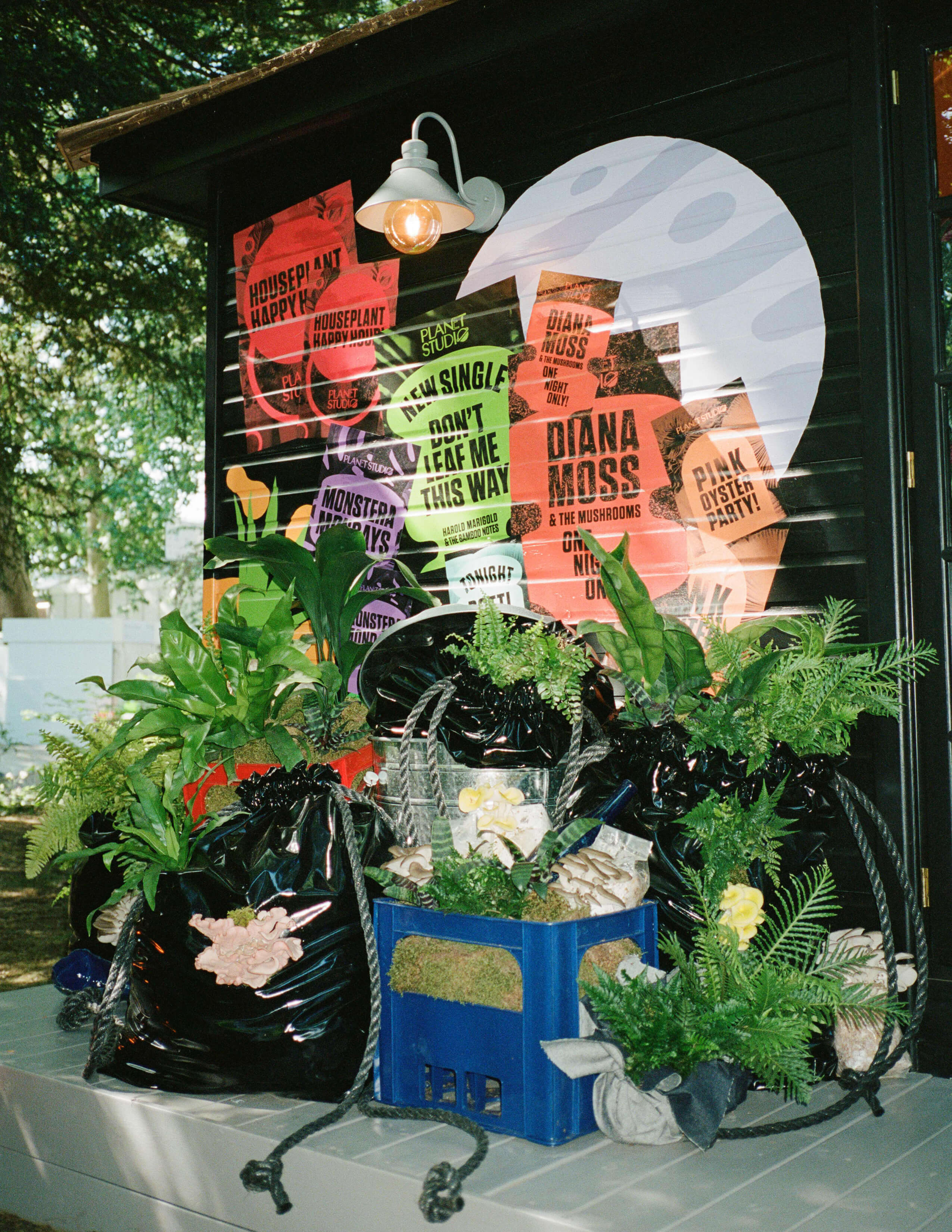 A collection of plants is packed in black plastic bags while there’s a light bulb above it.