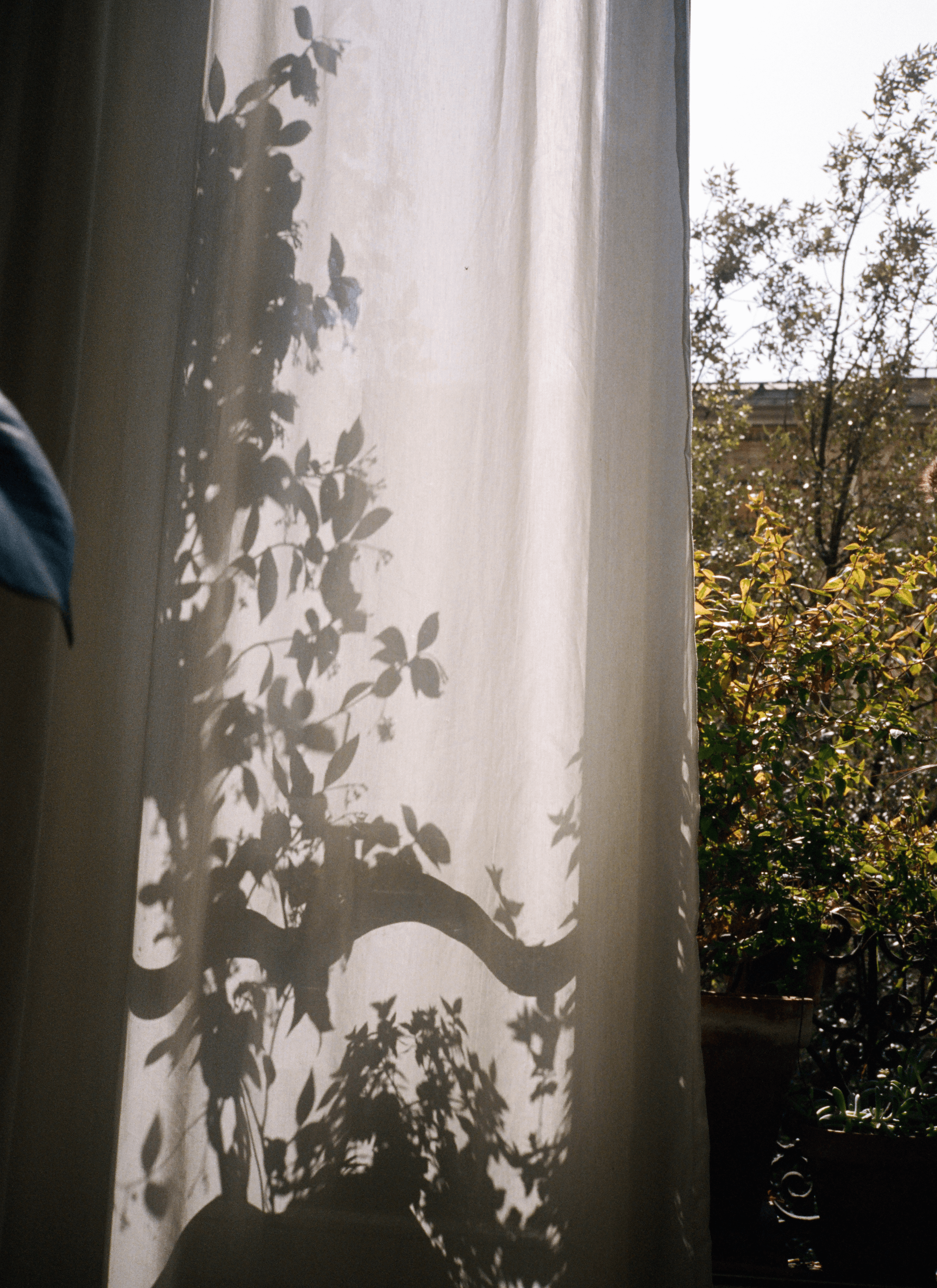 The shadow of potted plants on the window shelf under the sunlight projected on the curtain. 