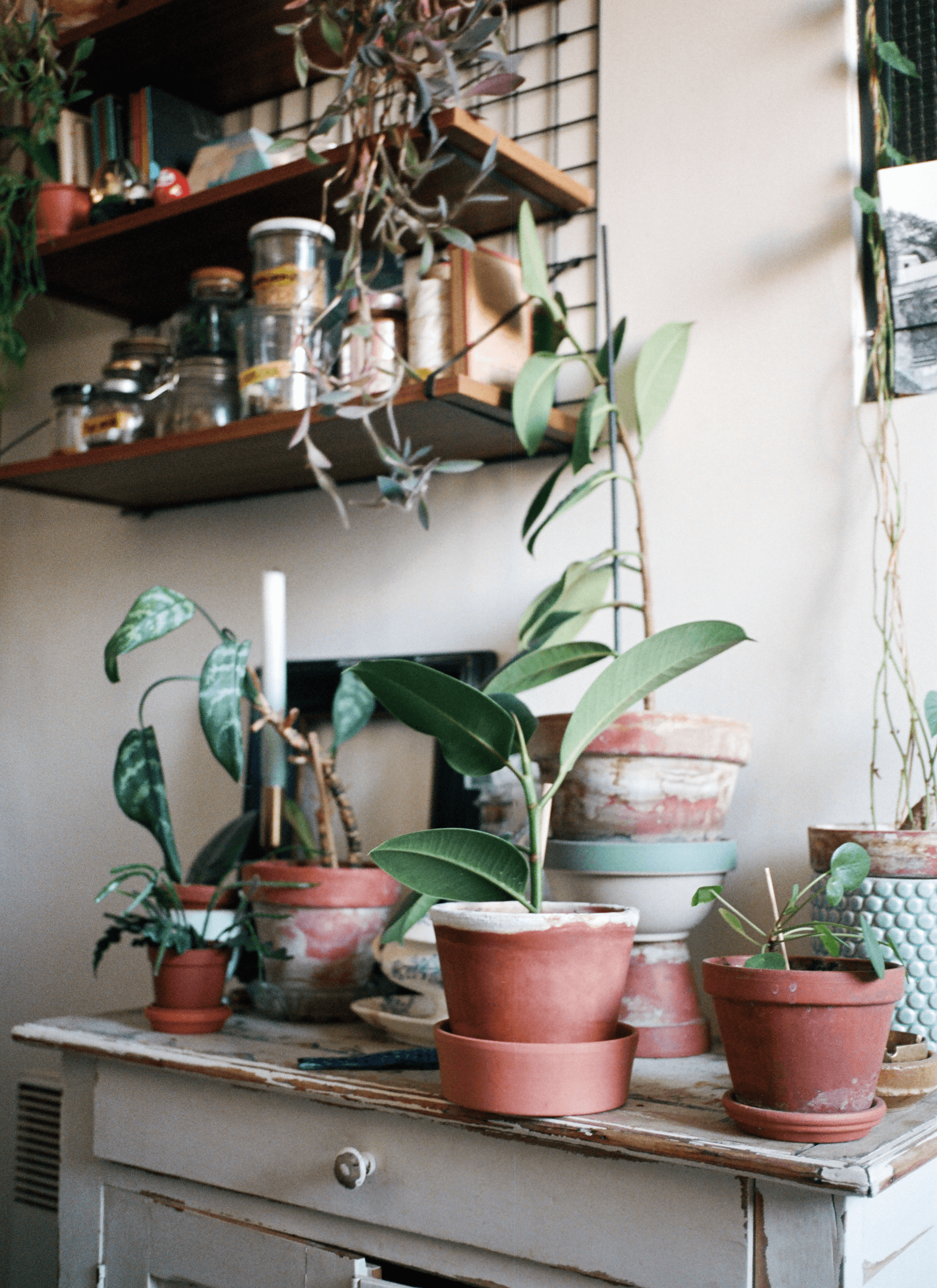 A collection of terracotta potted plants is on the table while a wall shelf is filled with jars, books and other different stuff.