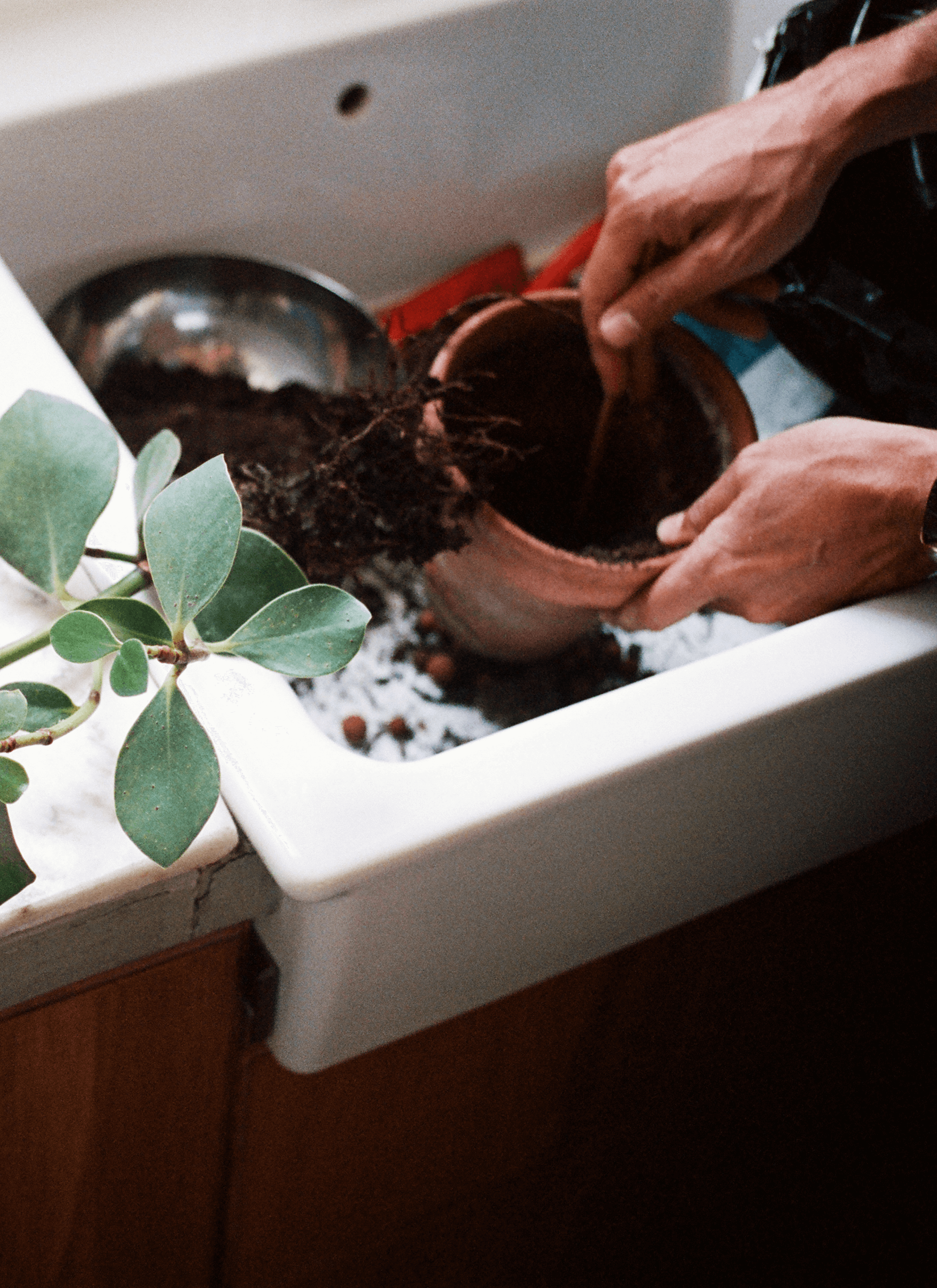 Fred’s pair of hands take the soil out of the pot in the sink and there is a pot of plants next to it. 