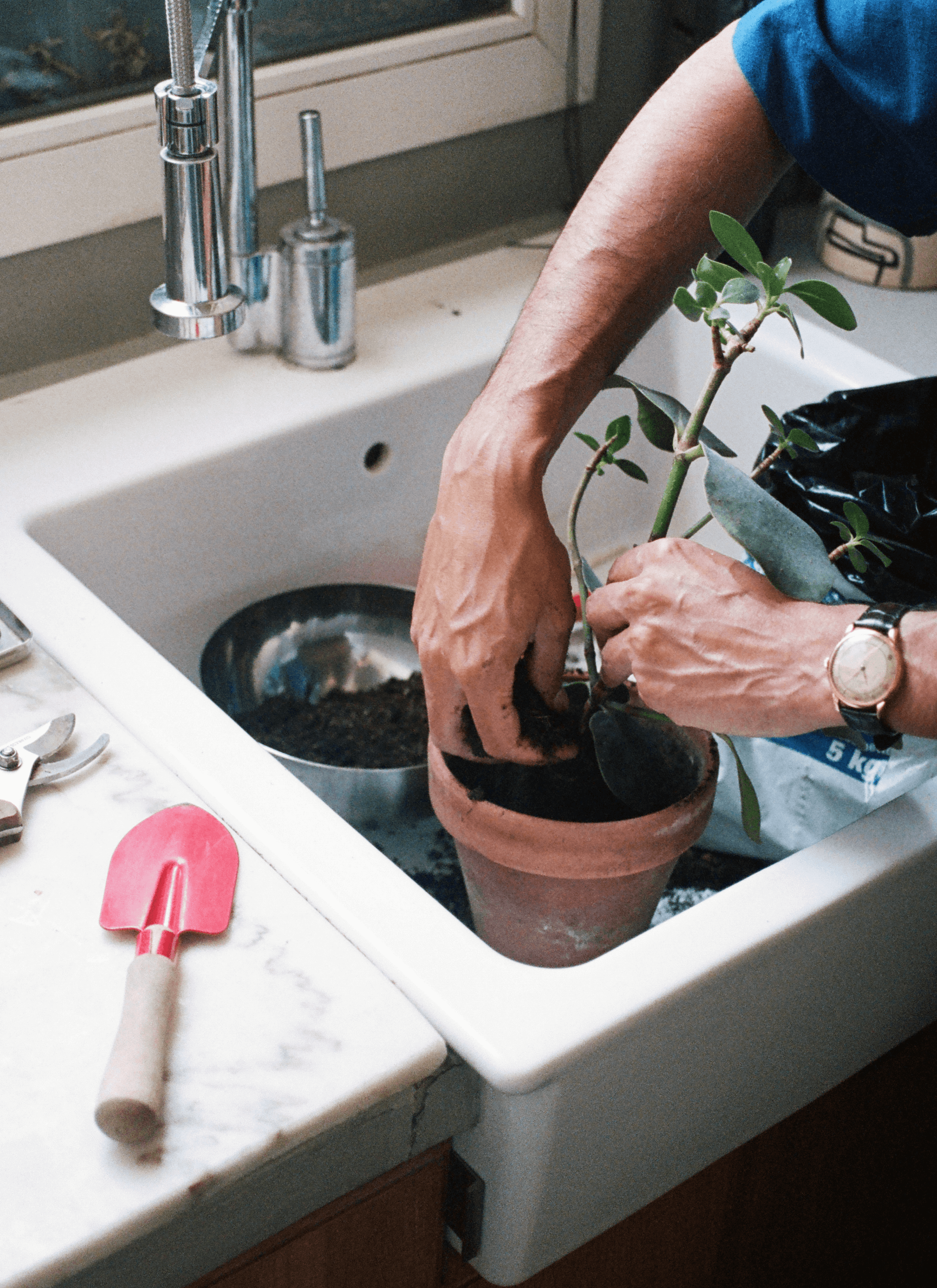 Fred’s pair of hands are busy repotting plants in the sink while there are some gardening tools on the table, including a trowel and a pair of secateurs.