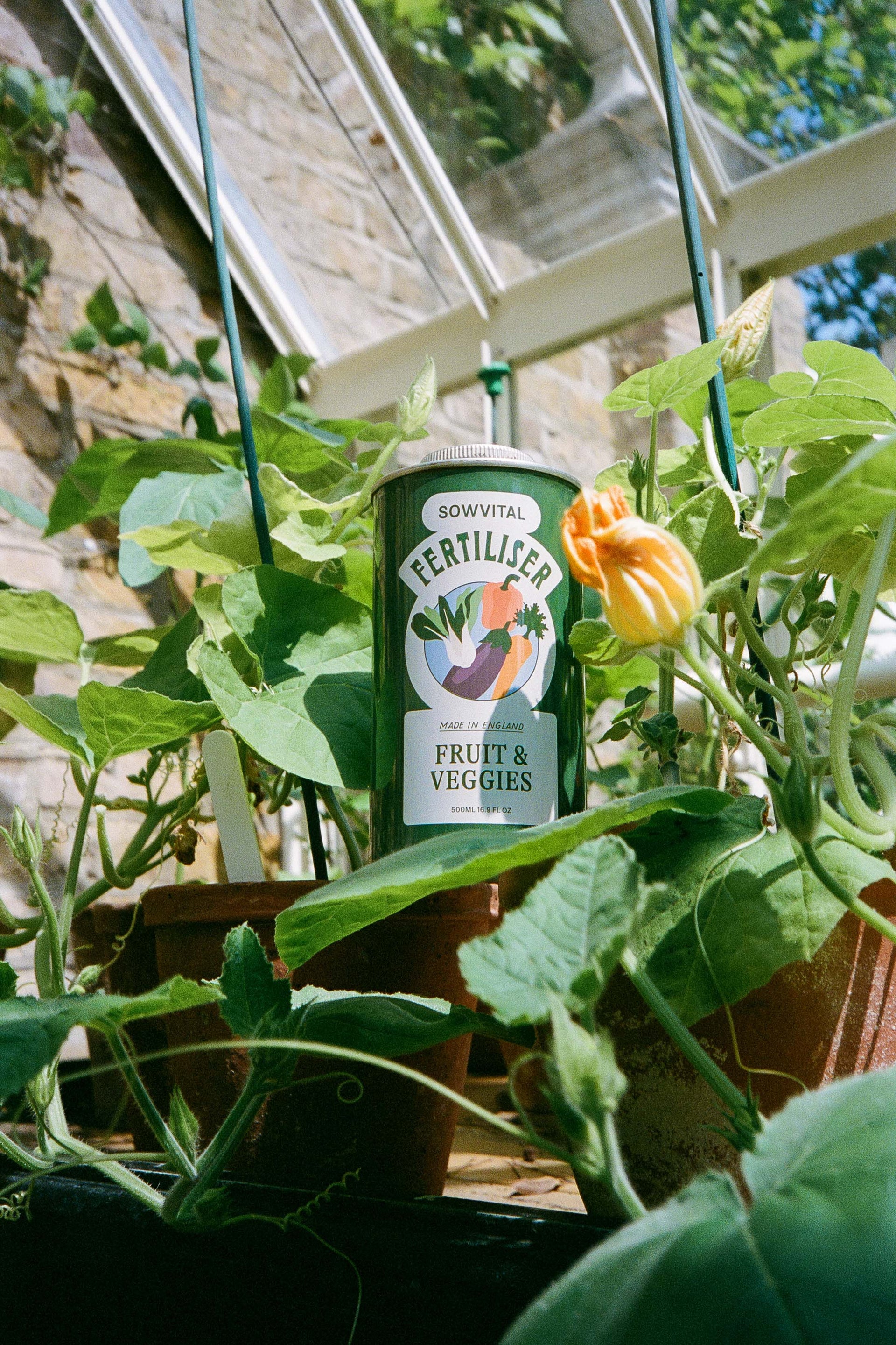 A green metal tin of Sowvital's Fruit & Veggies fertiliser sits in a greenhouse amongst young courgette plants potted in terracotta pots.