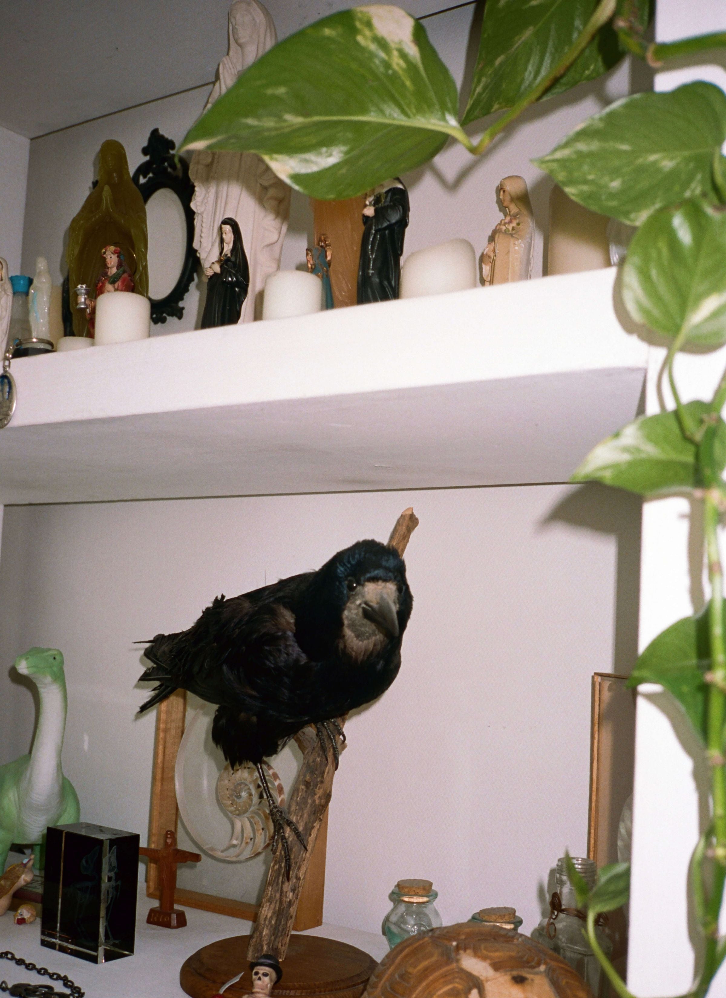 A close-up view of an angel figurine on a shelf adorned with small religious statues and candles. Nearby stands a crow statue perched on a stick, adding a touch of mystique. Vines from a plant cascade down from above, enhancing the ethereal atmosphere. This scene evokes a sense of spiritual reverence and natural beauty, with elements of symbolism and tranquility.