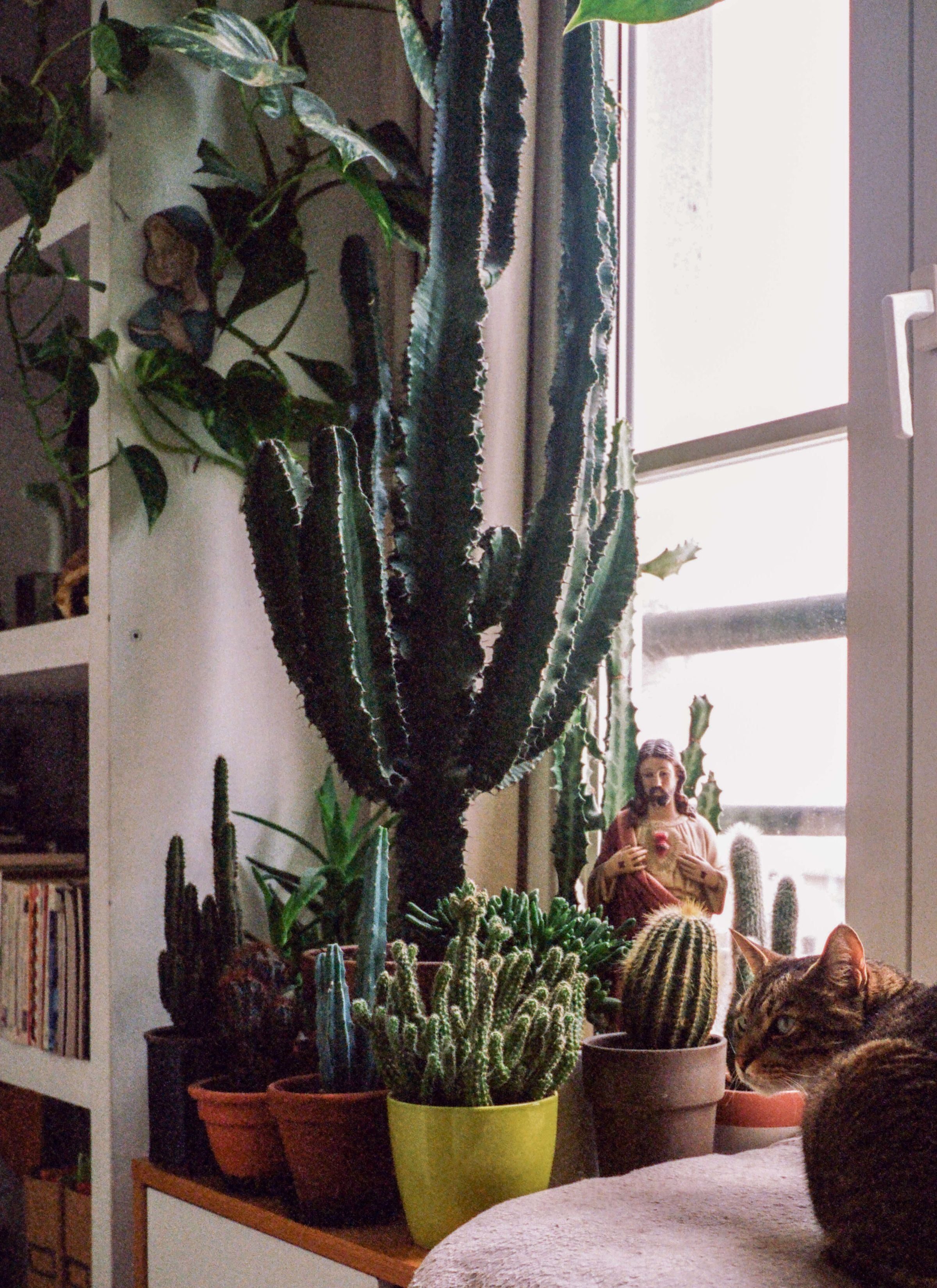A large potted cactus commands attention atop a cupboard filled with a diverse collection of smaller cacti, situated next to a window. Among the assortment of potted plants stands a colorful statue of Jesus, adding a spiritual element to the display. A contented cat rests nearby, adding a touch of coziness to the scene. This composition juxtaposes the prickly beauty of the cacti with the serenity of the religious statue and the comfort of the cat, creating a harmonious and visually interesting vignette.