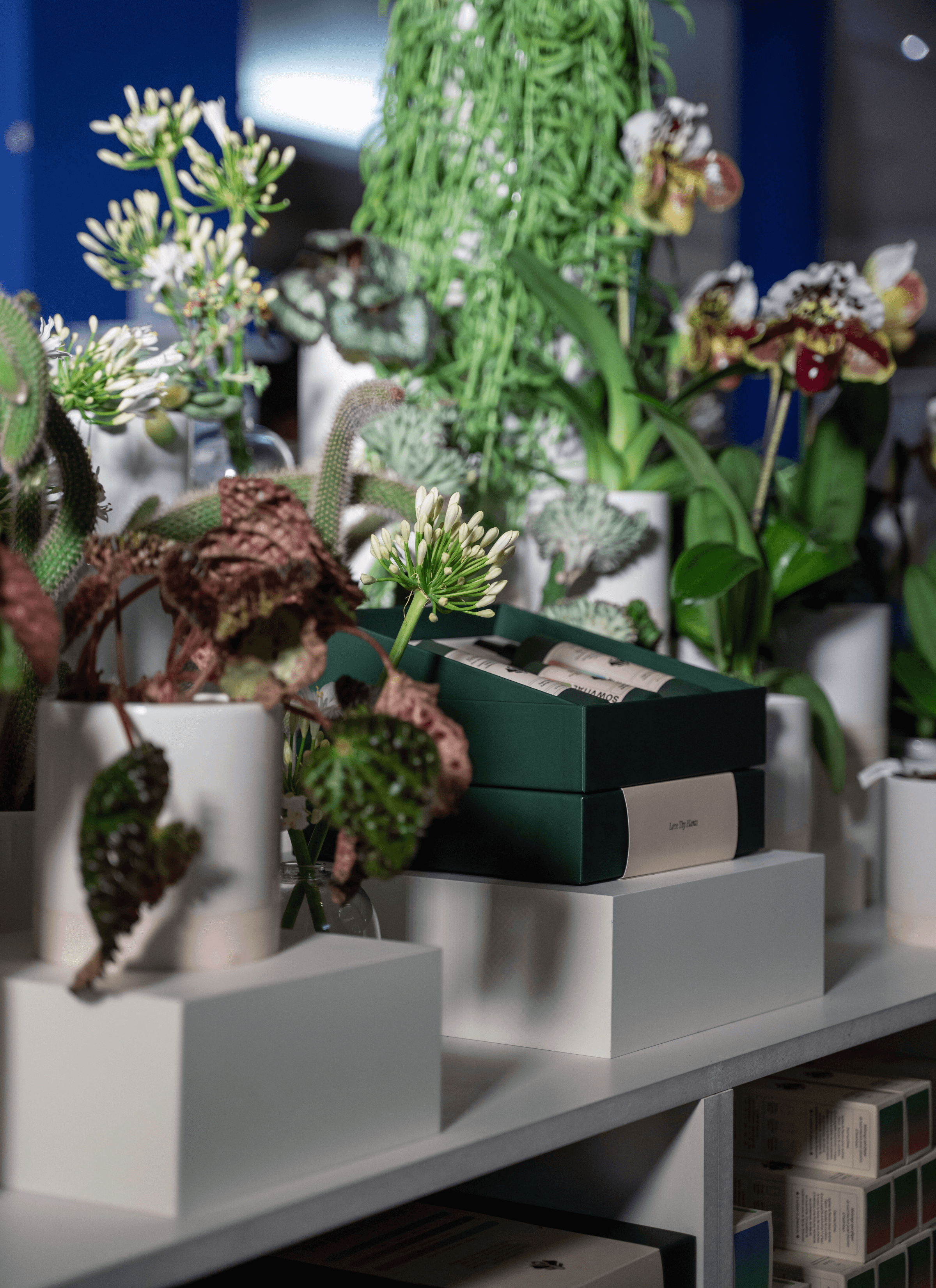 Sowvital's three-step gift set is prominently displayed on the surface, arranged with care and attention to detail. The gift set is surrounded by a lush assortment of plants and flowers, enhancing its natural appeal. Underneath the surface, stocks are neatly stored in the drawer, ensuring ample supply for customers.