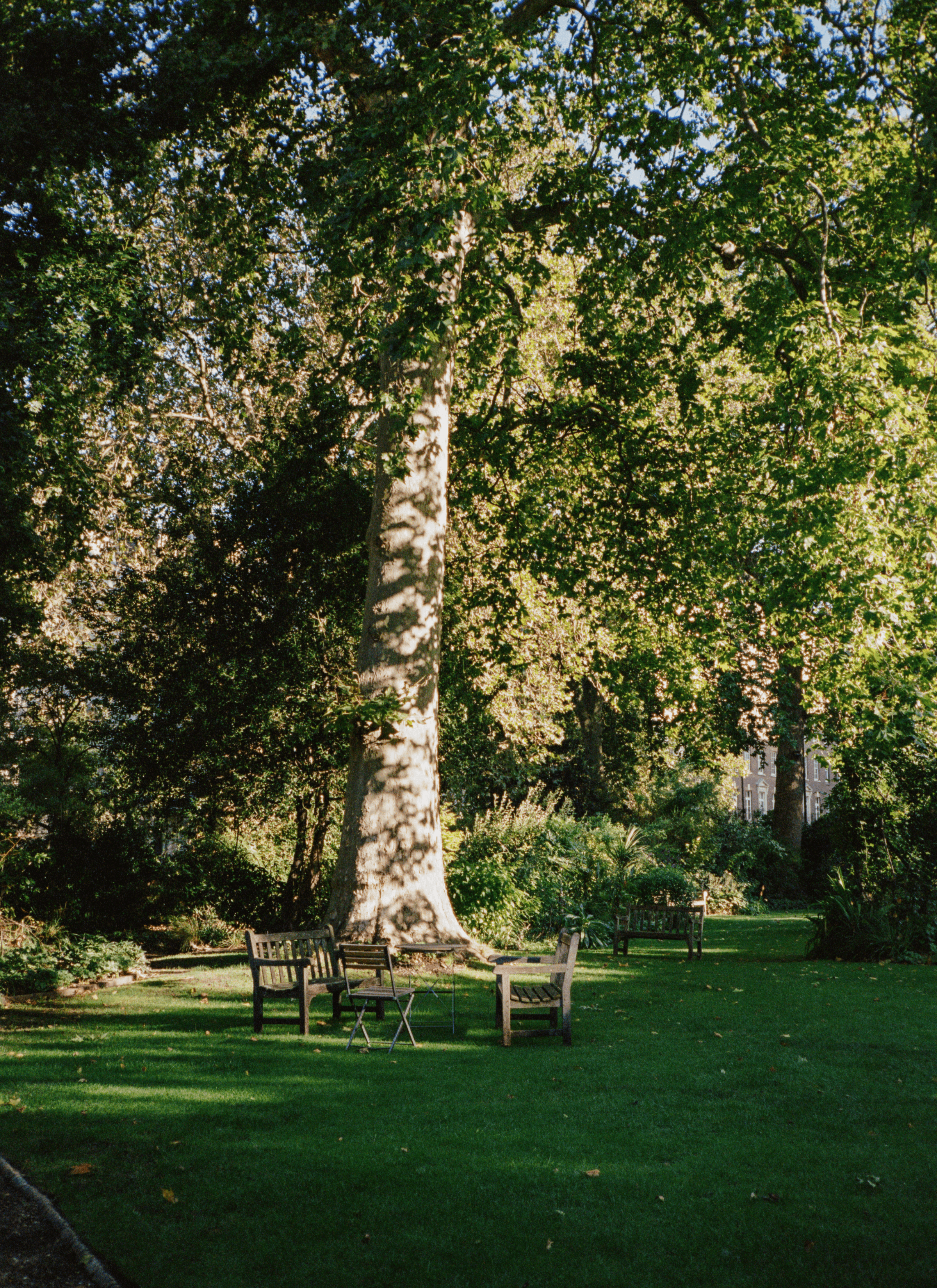 A well tended garden with a large tree in the centre of it with wooden garden furniture arranged in front of it.