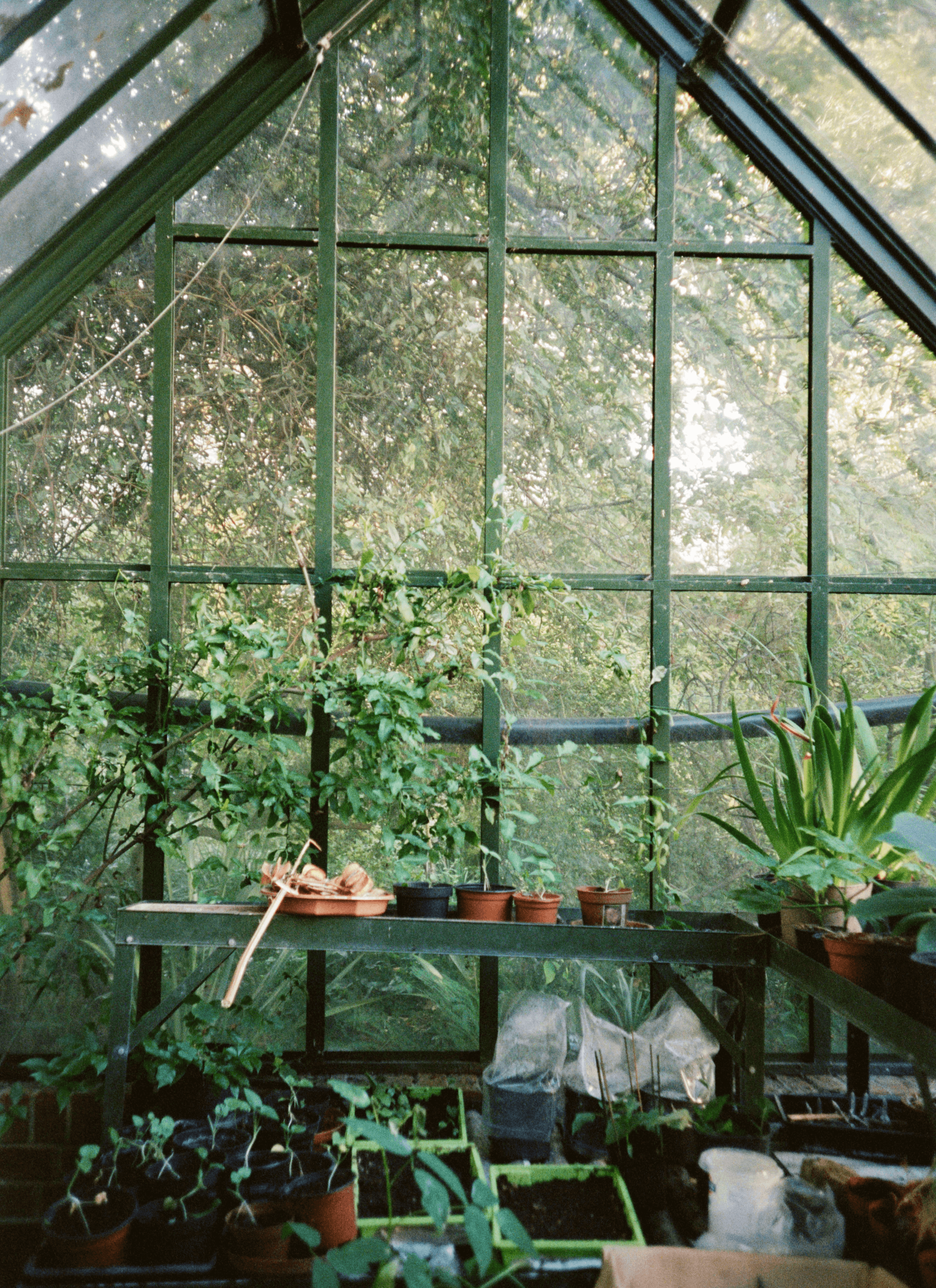 Inside a large glass greenhouse, filled with various seedlings and potted plants.