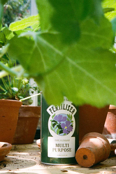 A tin of Sowvital's Multi Purpose fertiliser sits on a bench in a greenhouse, surrounded by small potted plants in terracotta pots. A leaf obscures the top half of the image.