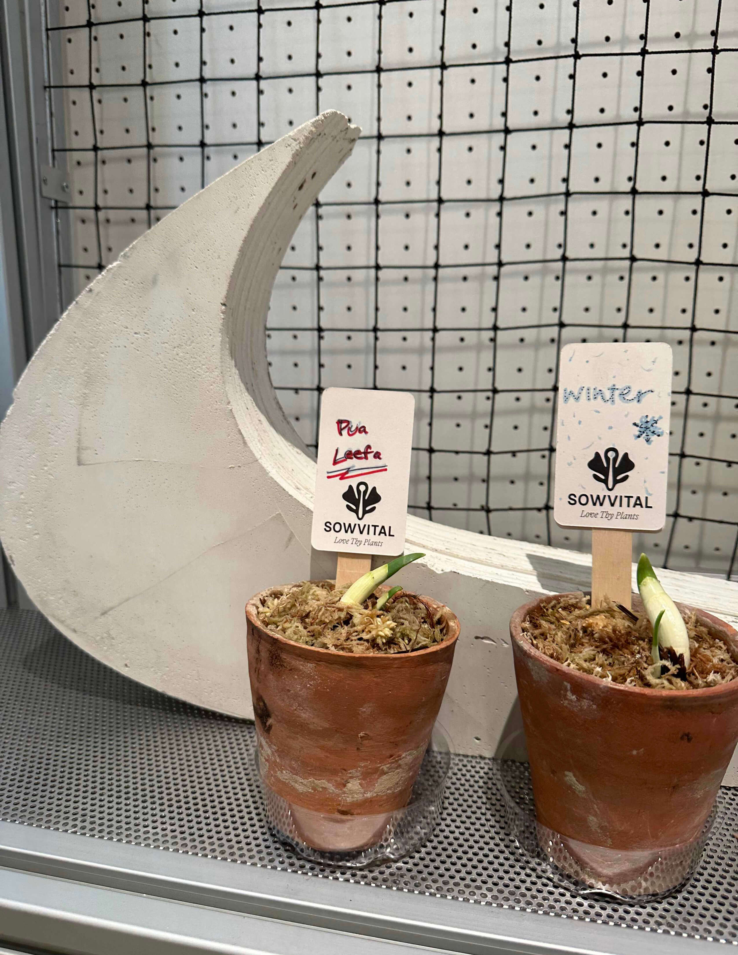 Two pots of plants with Sowvital logo cards sticking in with Nike’s logo behind them.
