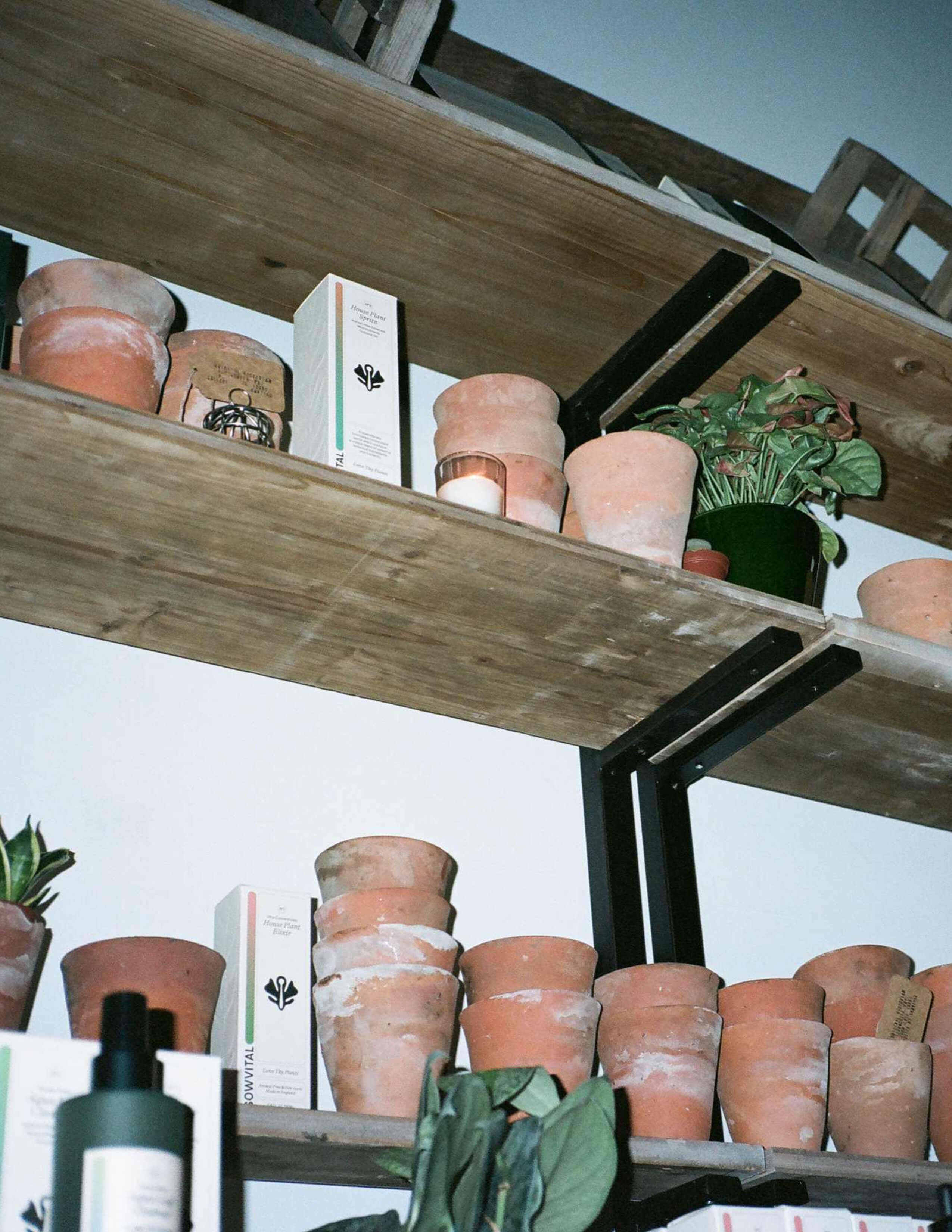 A looking-up view angle of a photograph of a shelf of terracotta pots with some potted plants and Sowvital house plant products.