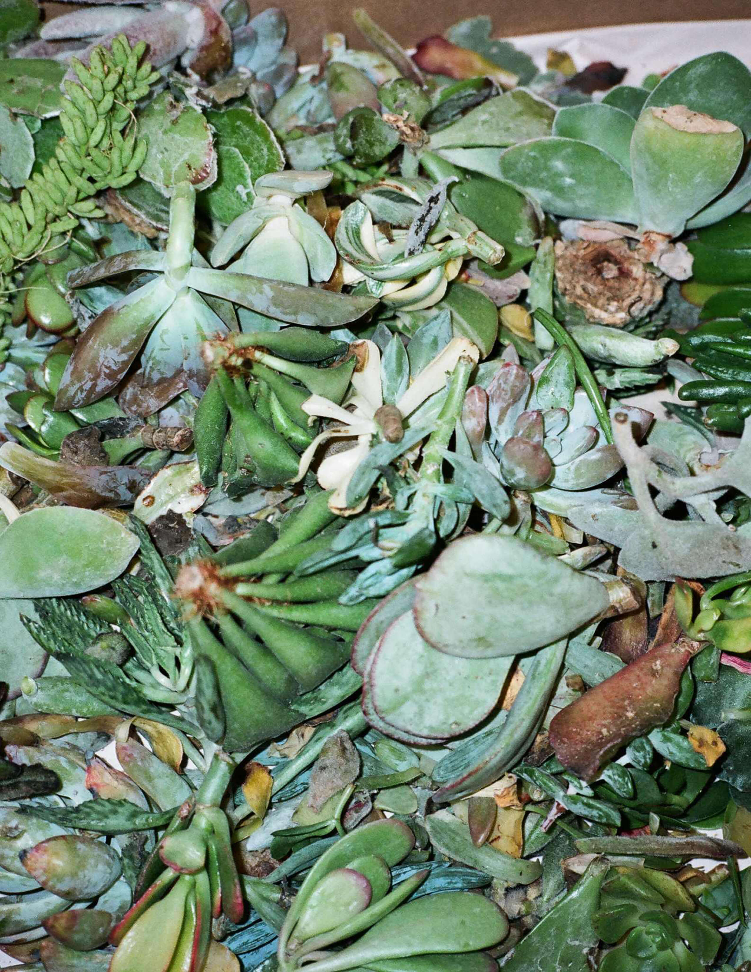 A pile of different kinds of pieces of succulents.