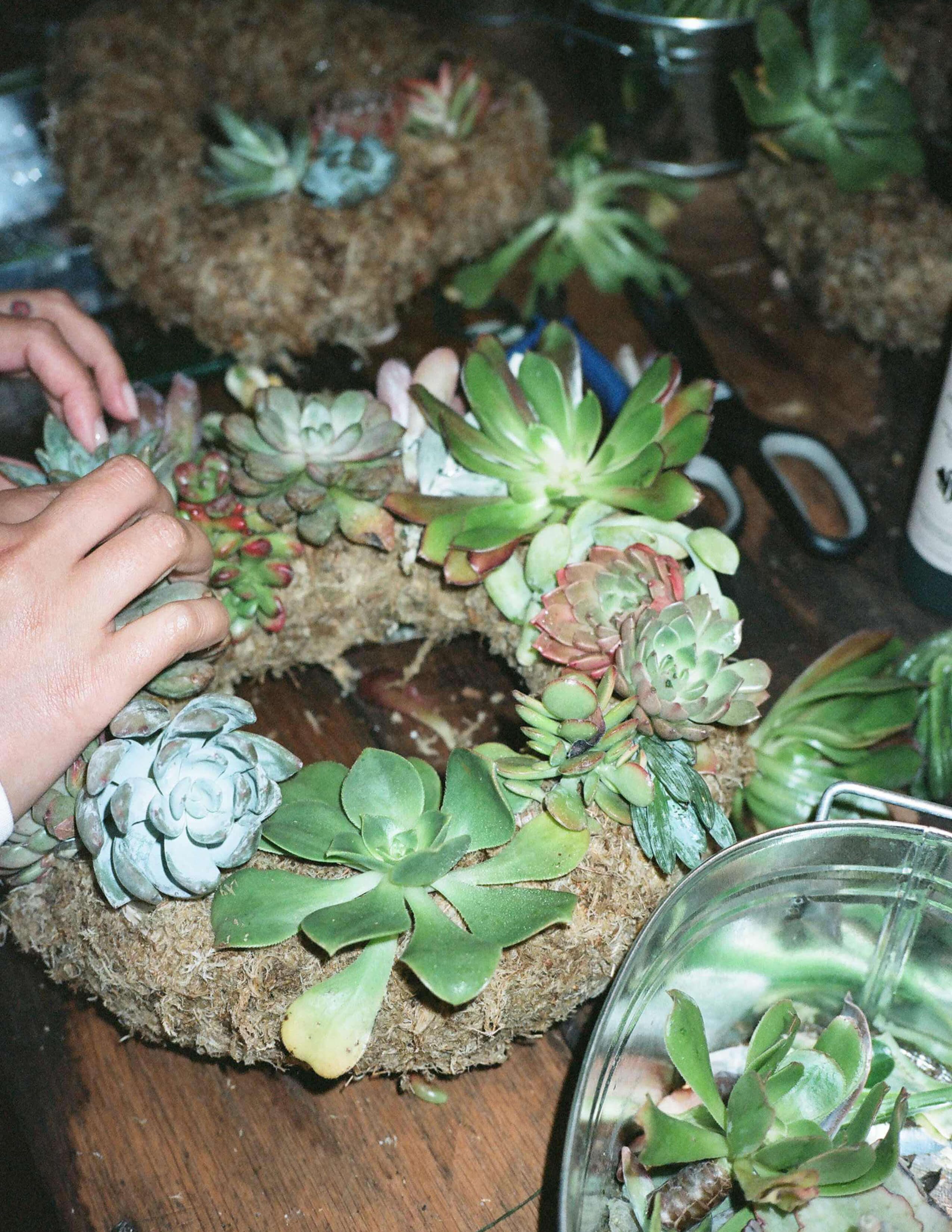 Progress of making succulent wreath on the table.