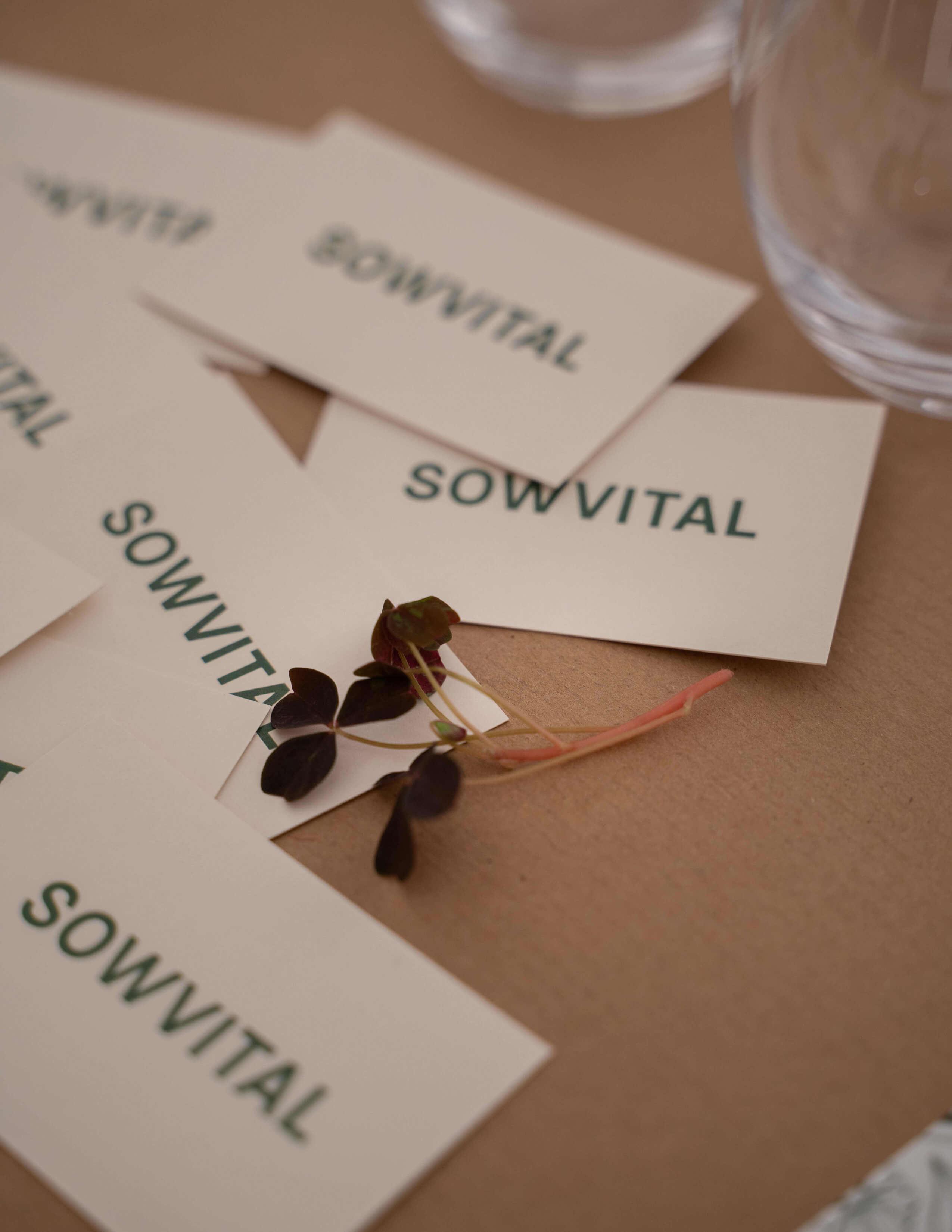 A small plant on a bunch of cards labelled with Sowvital on the surface.