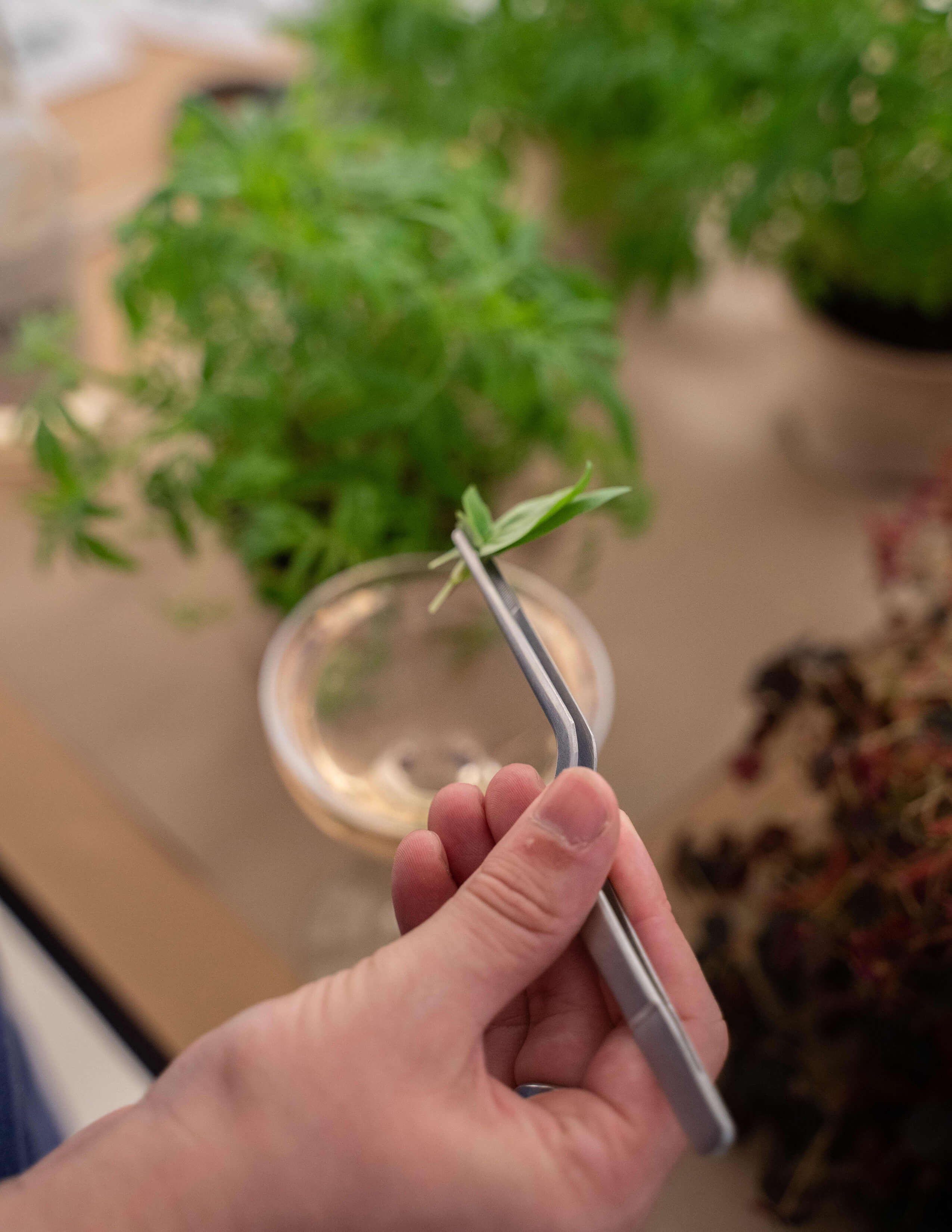 A hand used a tweezer to pick up some leaves from the plant.