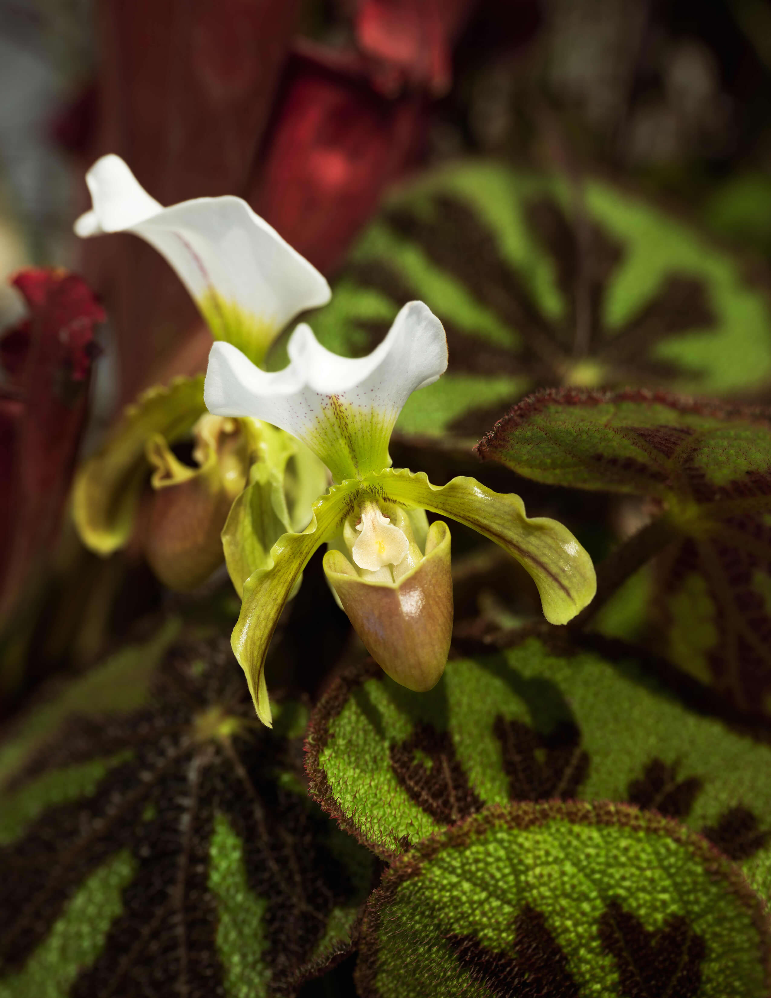 Paphiopedilum spicerianum - a kind of orchid with some white petals and some Begonia massoniana ‘Rock’.