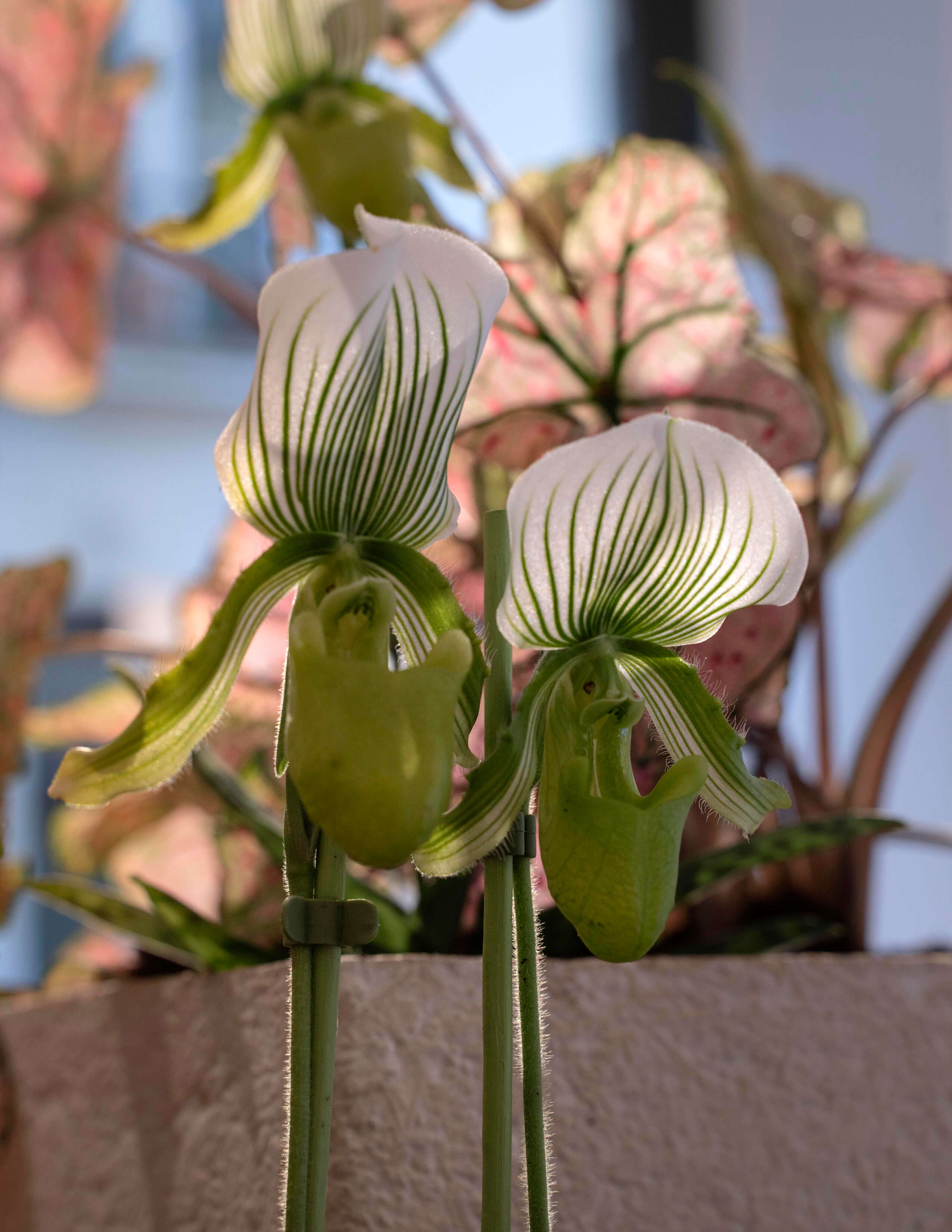 Paphiopedilum maudiae femmas, a rarely seen orchids.