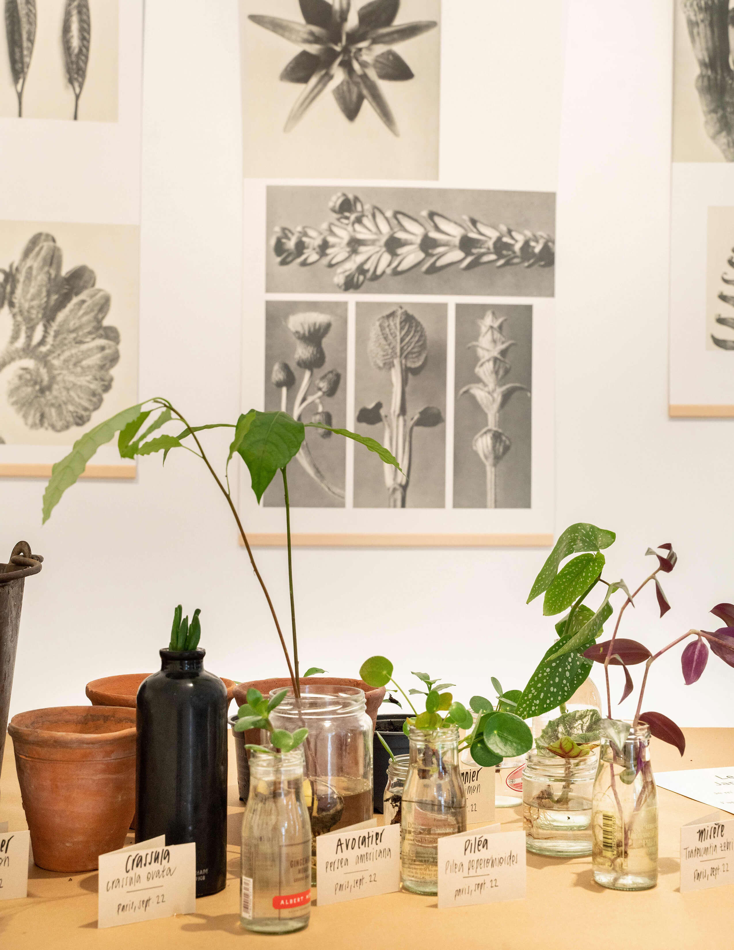 A variety of plants grow from different sizes of glass bottles with plant name tags next to each on the table. And there are pieces of black and white art hung on the wall.
