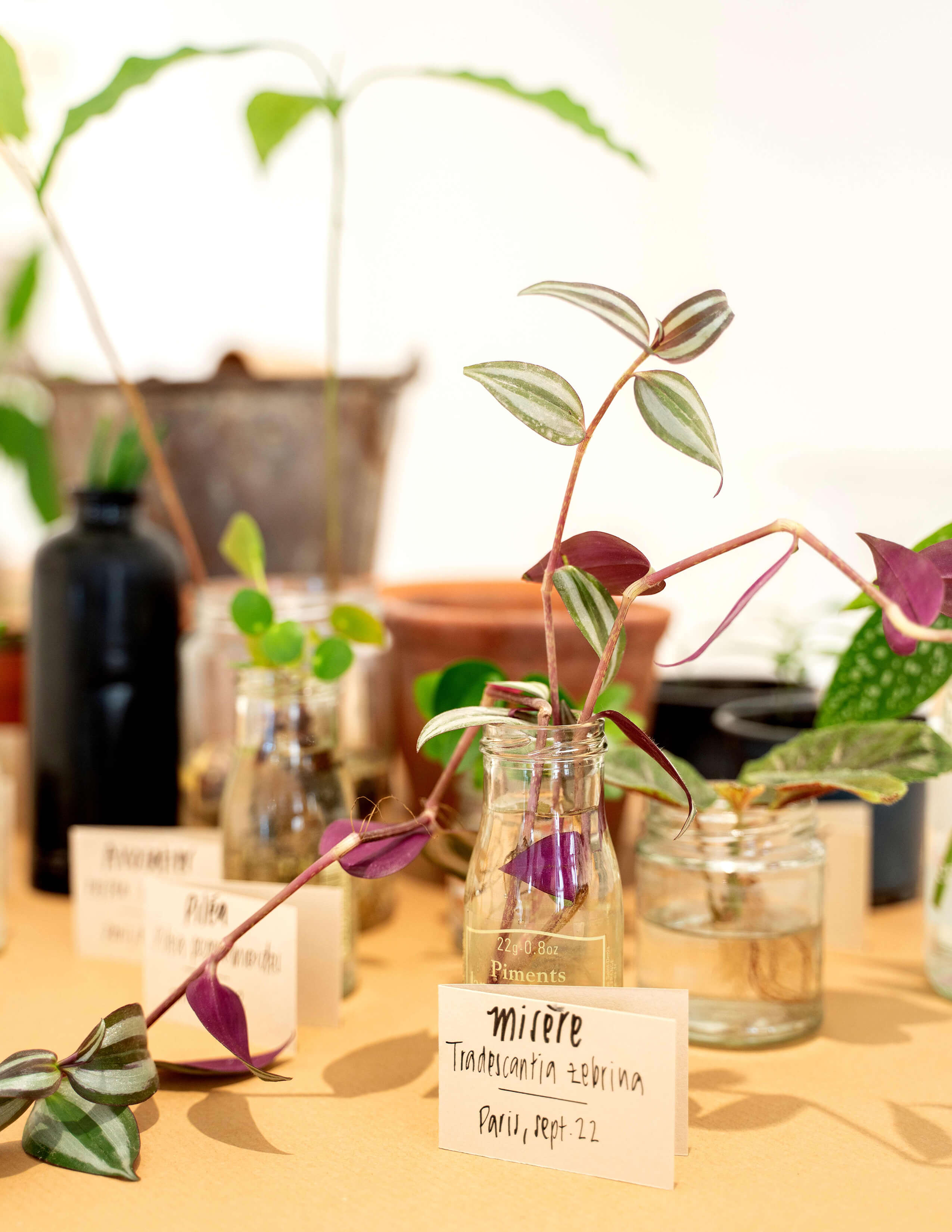 A plant with purple stems - Tradescantia zebrina grows in a glass bottle filled with water and a name tag next to it while there are different kinds of plants around it on the table.