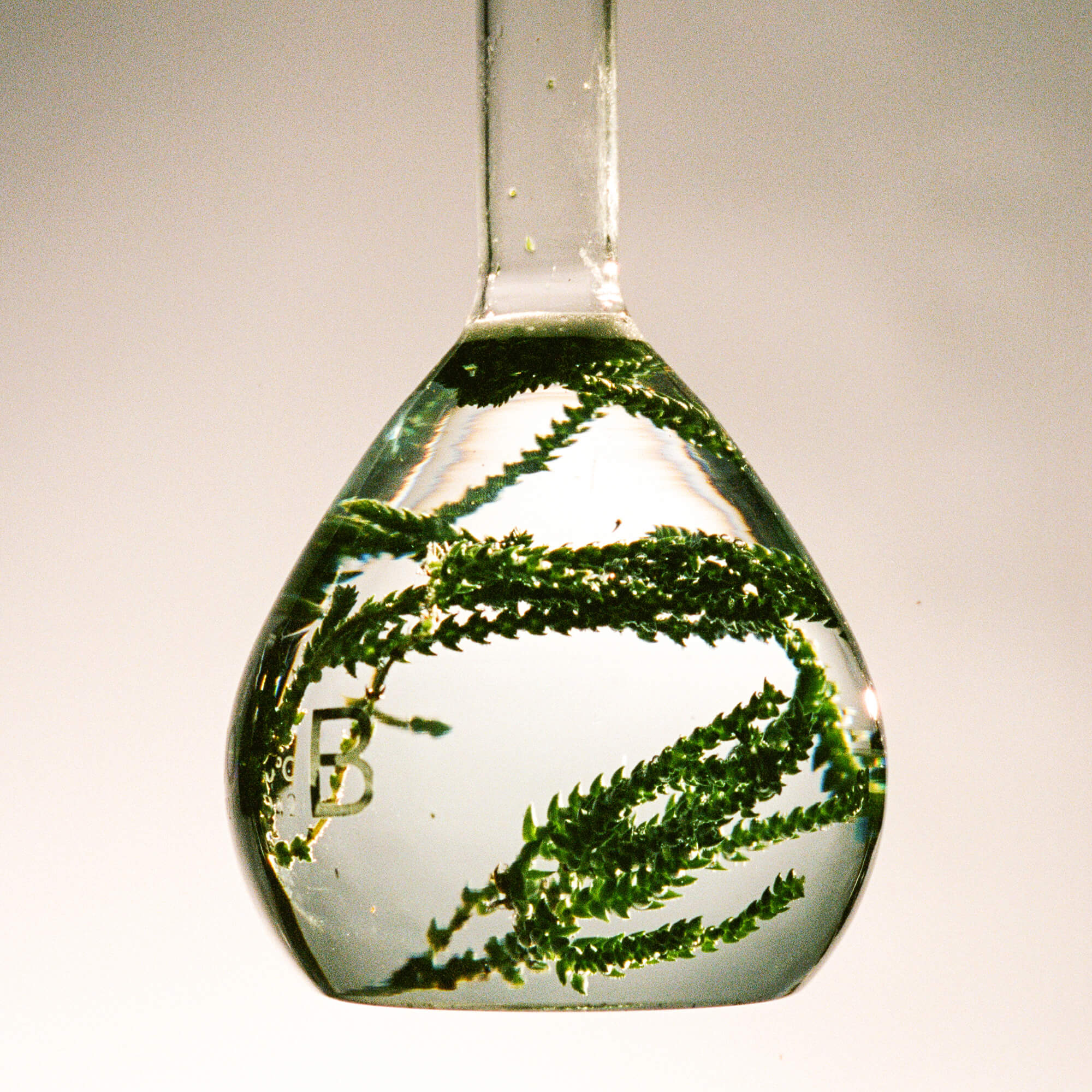 A close up of a glass flask filled with water and plant samples.