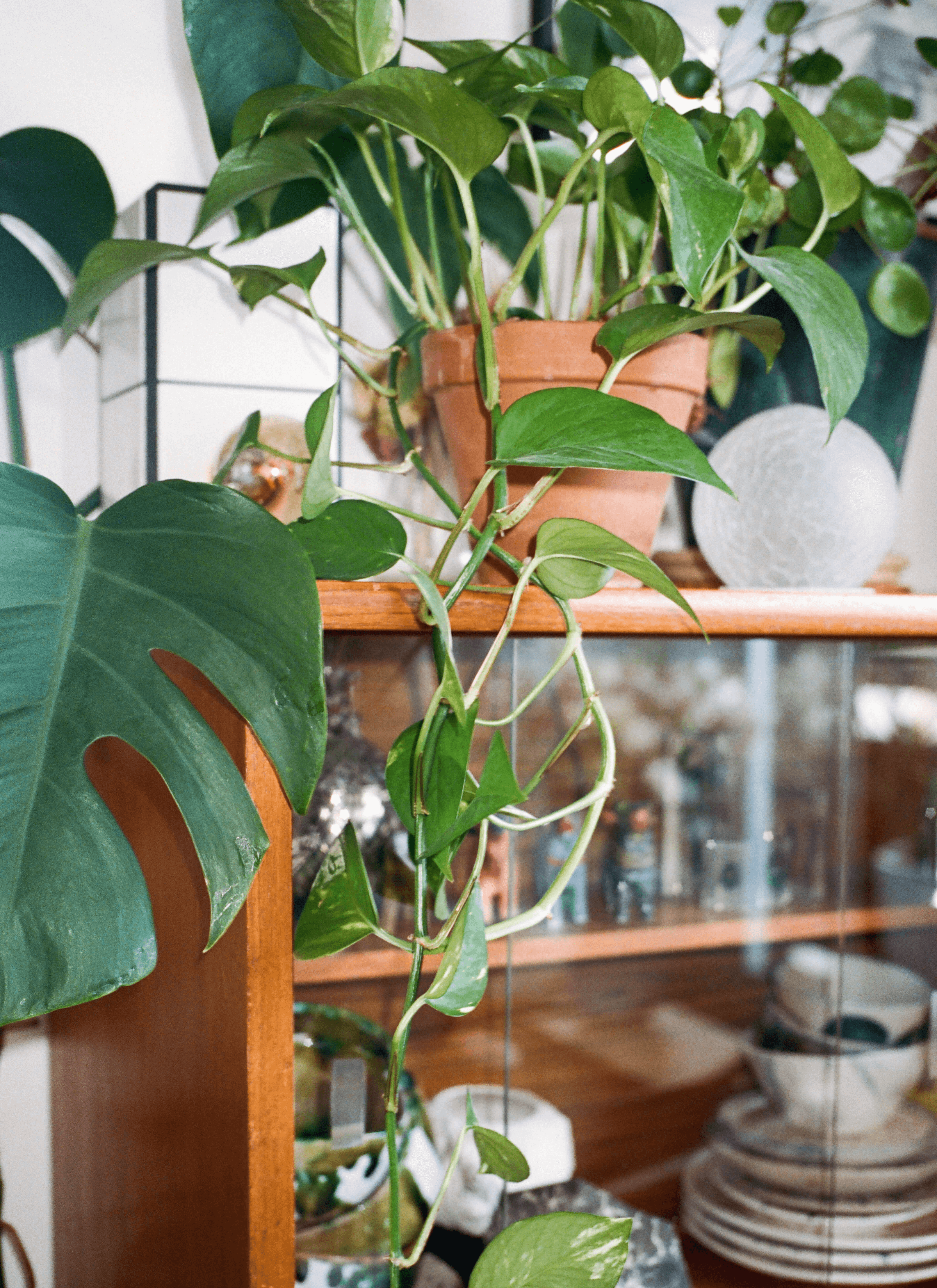 Monstera and devil’s Ivy leaves grow from a terracotta pot above a cupboard full of stuff with plates, bowls, etc.