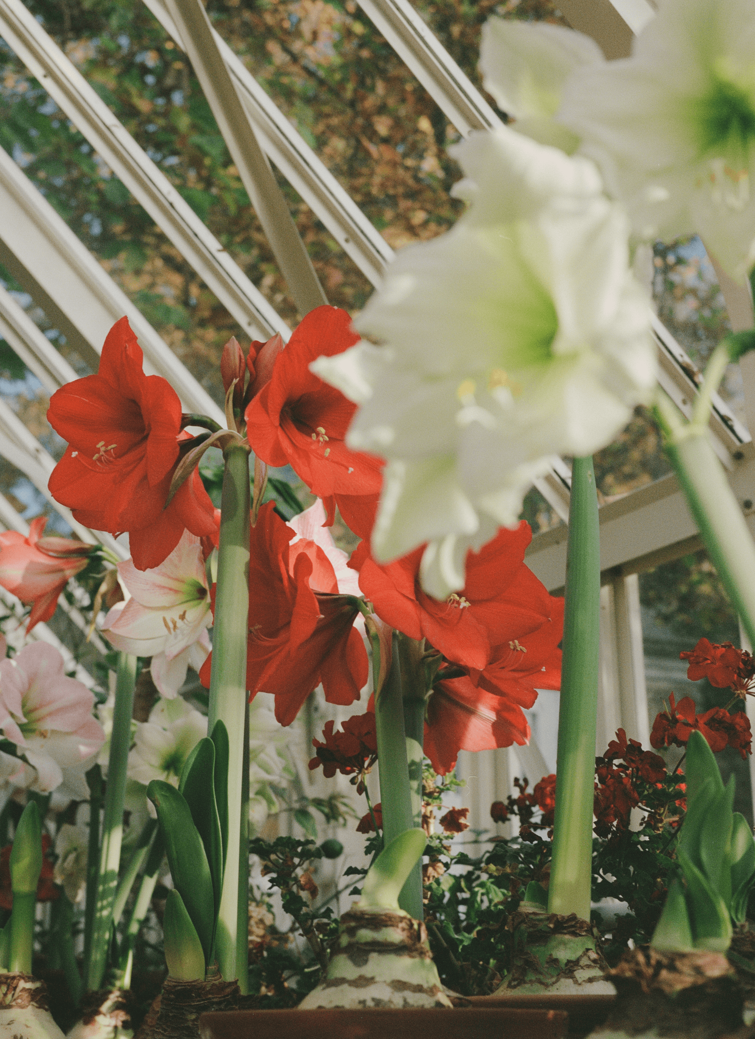 Different colours of Amaryllis grow in a greenhouse while there are some other kinds of flowers behind.