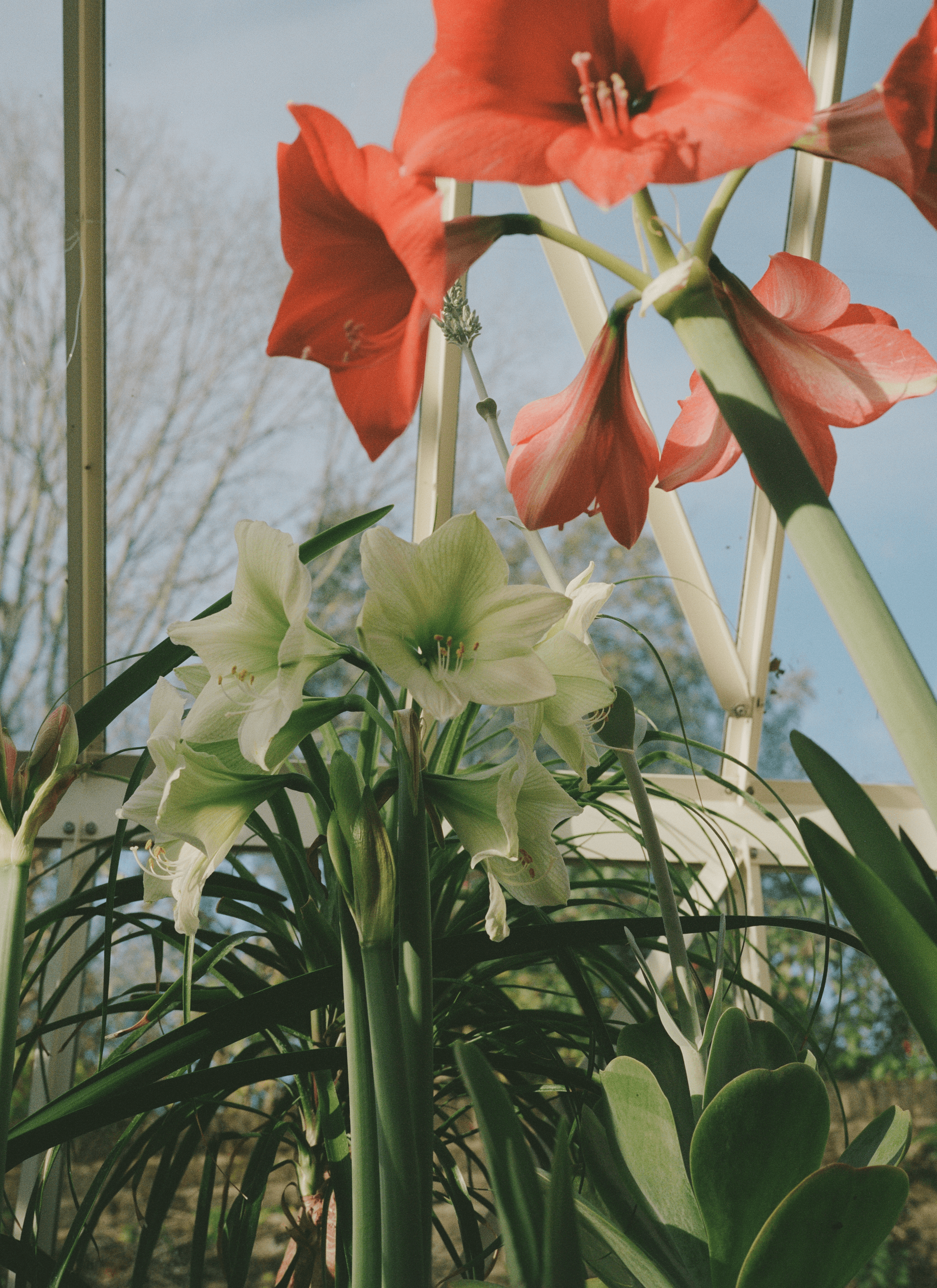 A pot of reddish-orange Amaryllis and a pot of white Amaryllis among different kinds of plants.