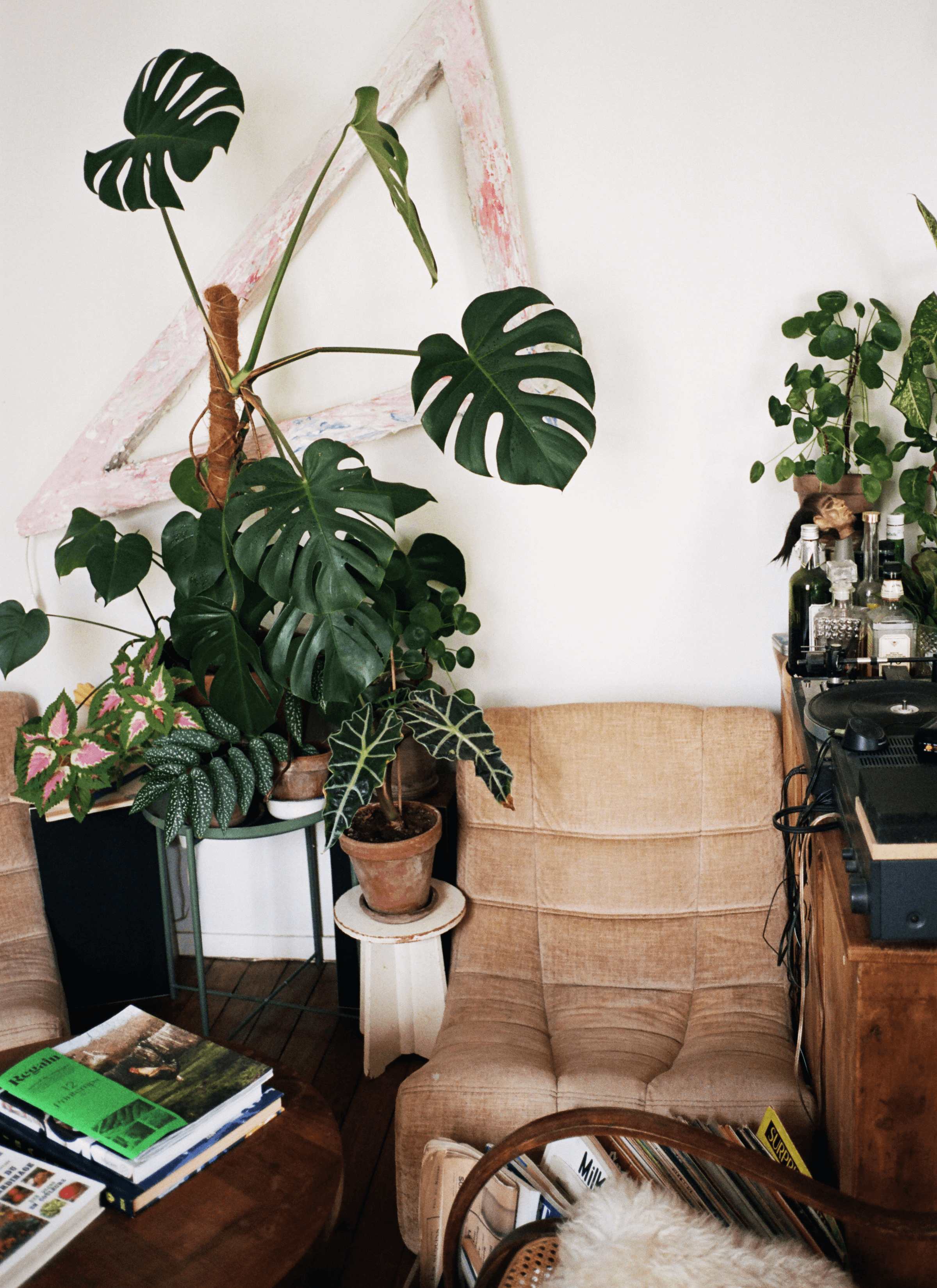 A collection of house plants, Monstera, coleus, heartleaf, Alocasia, Angel wing begonia and Chinese money plant next to a sofa chair while there is a table with a couple of books.
