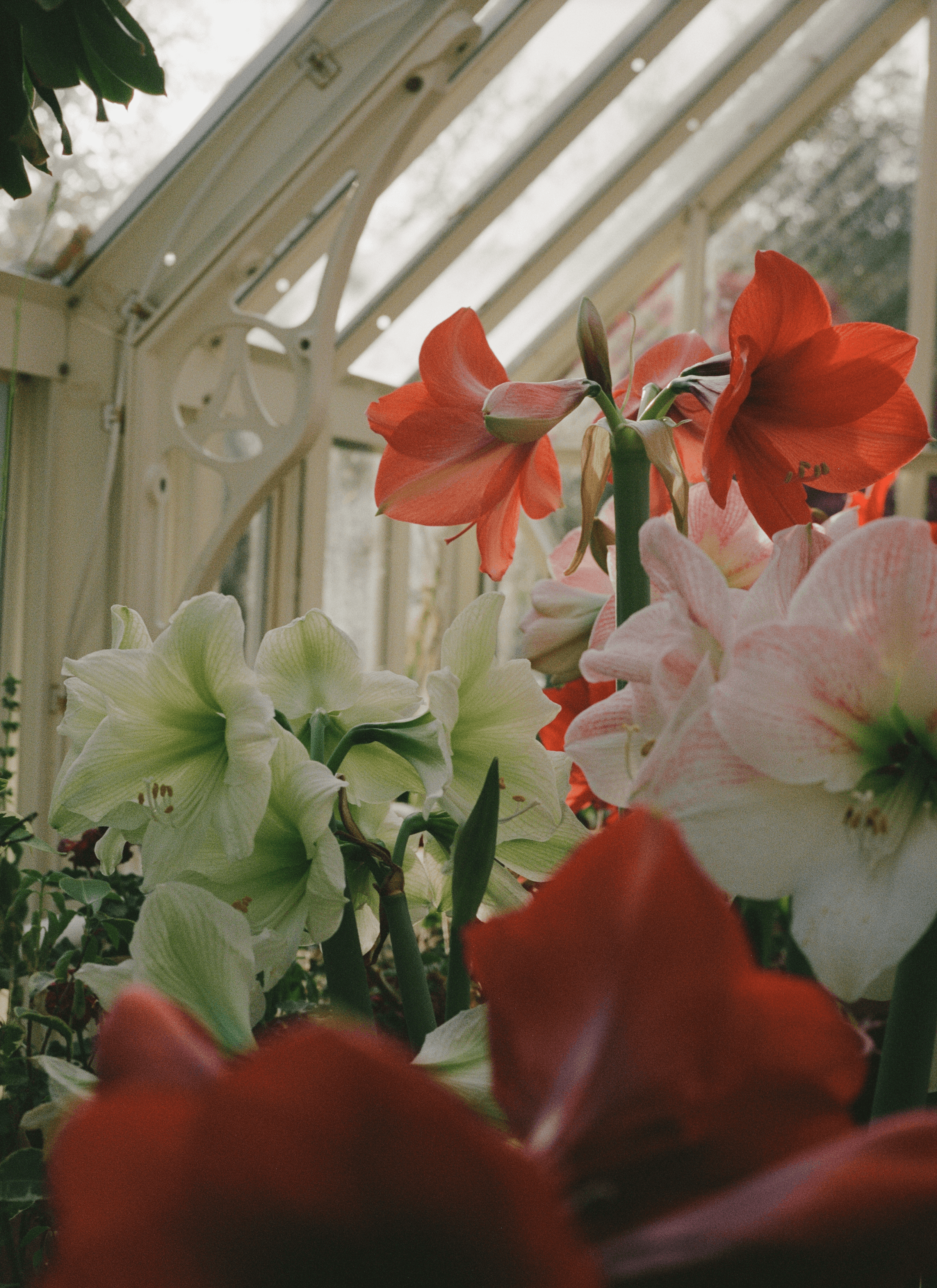 A collection of different colours of Amaryllis.