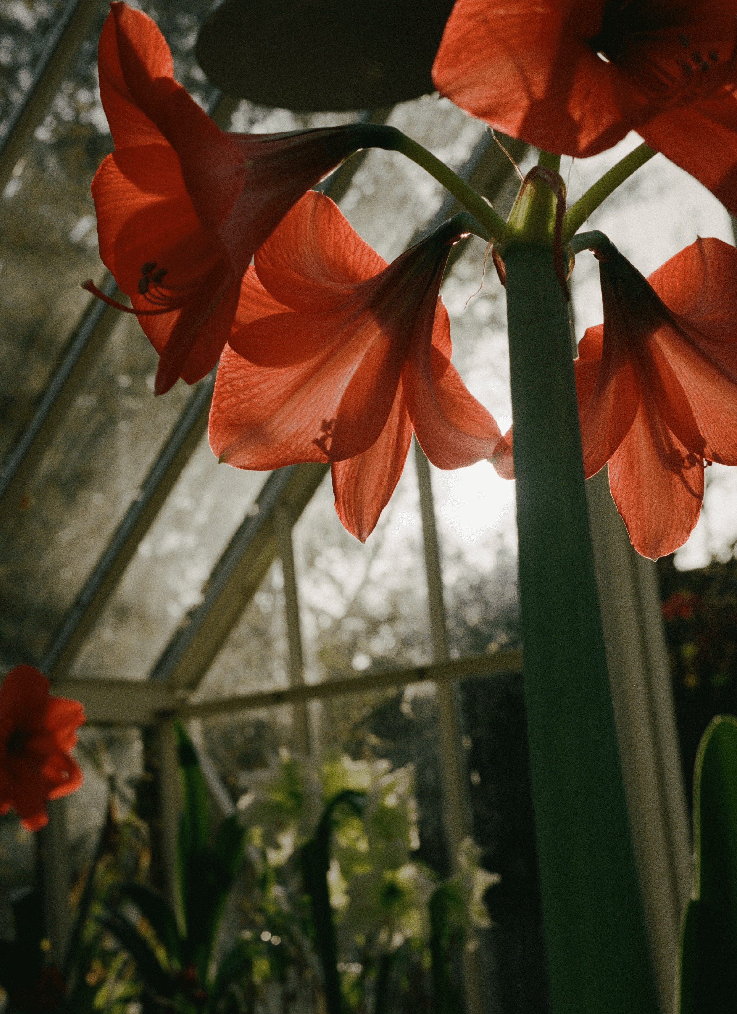 A photograph of a pot of Amaryllis with reddish-orange petals in a dark volume.