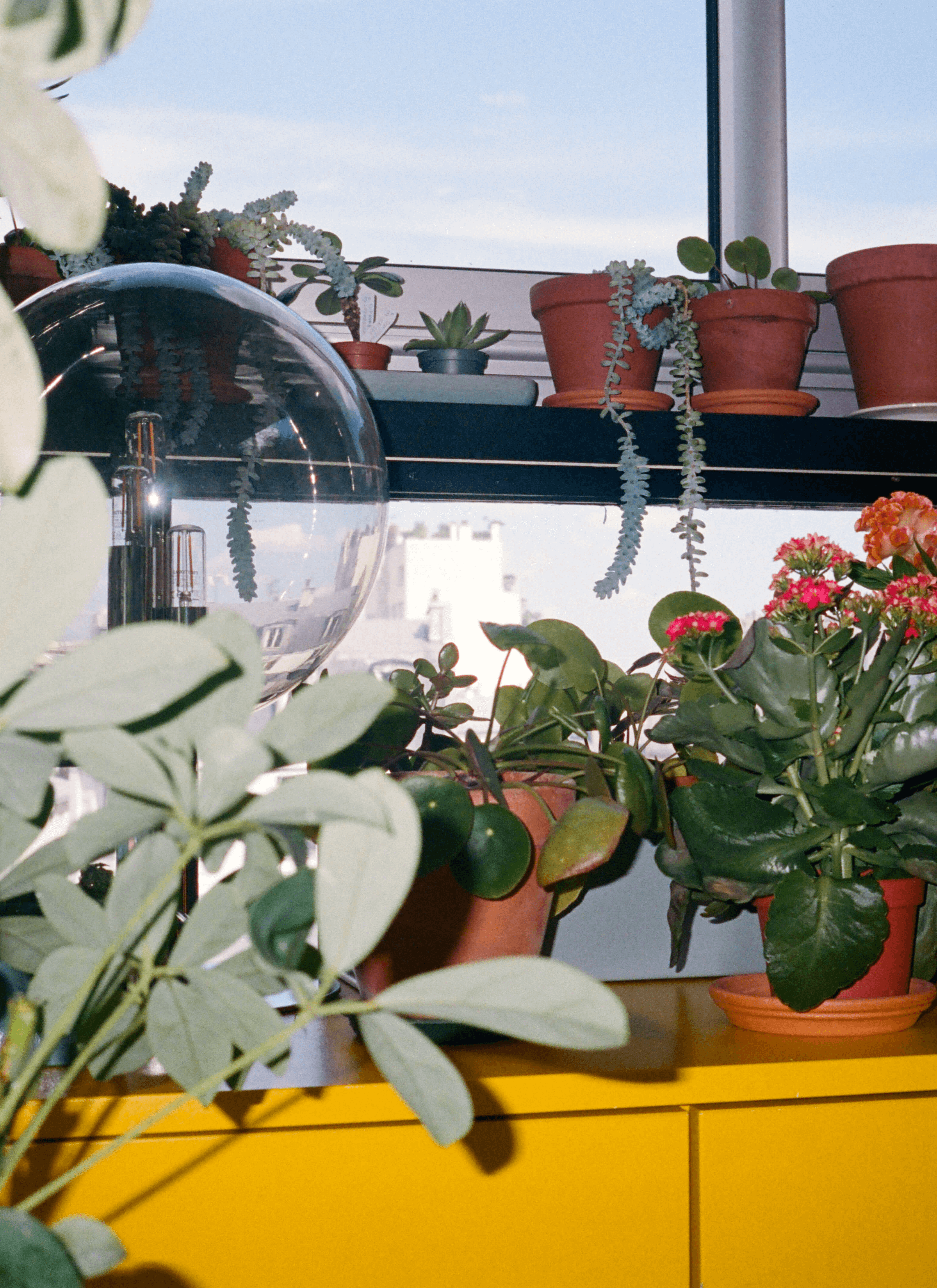 A collection of potted plants, a Chinese money plant, a red Kalanchoe plant, succulents, etc. on the window shelf with a big light bulb.