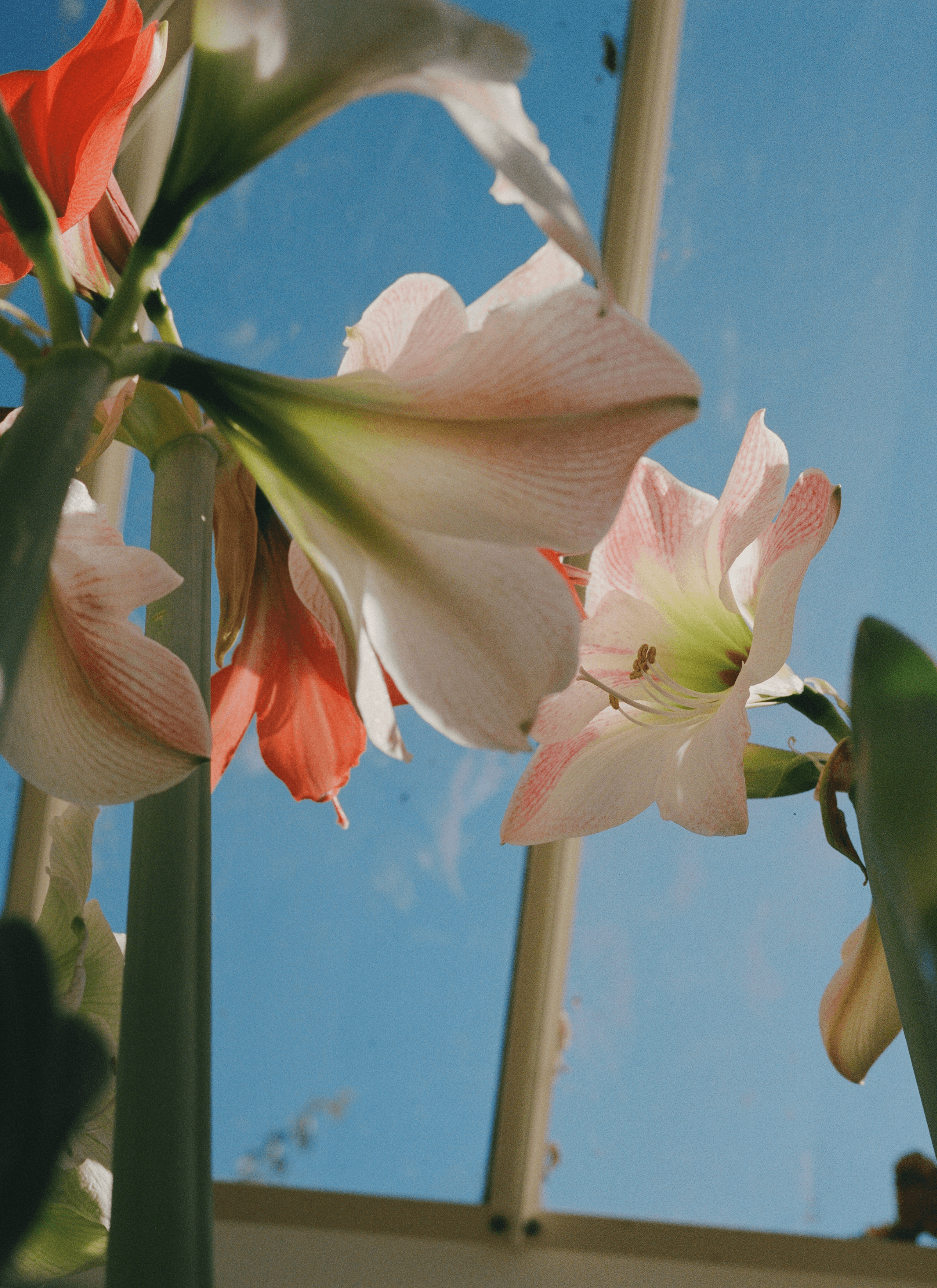 Two white with pink string patterns Amaryllis facing towards each other with the sky as background.